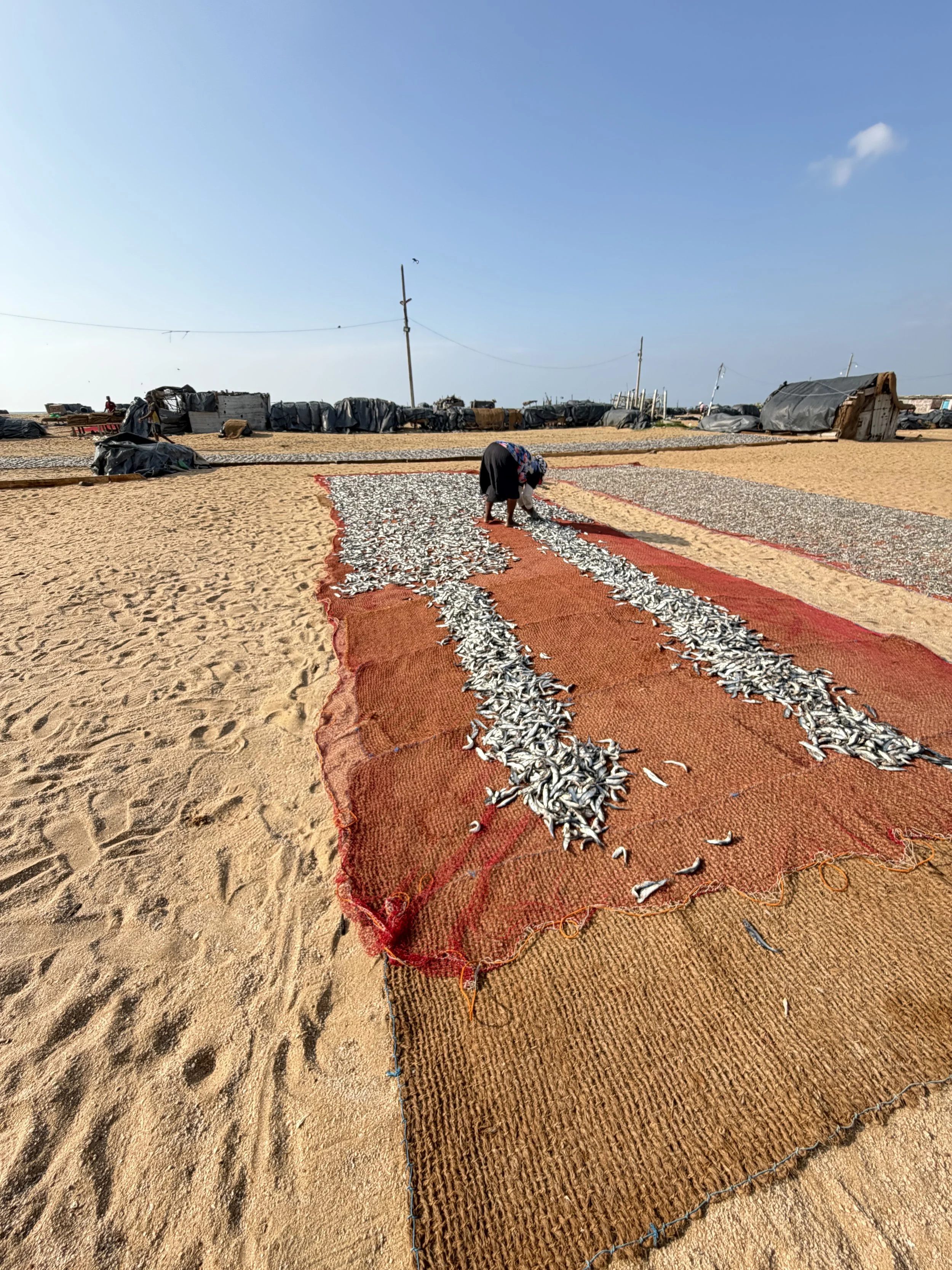 Year 3 -4 February 2026 &nbsp;– Anuradhapura- Colombo- Sri Lanka