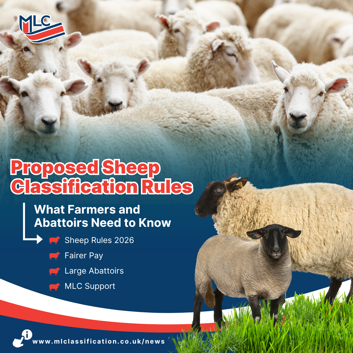 Proposed Sheep Classification Rules – What Farmers and Abattoirs Need to Know