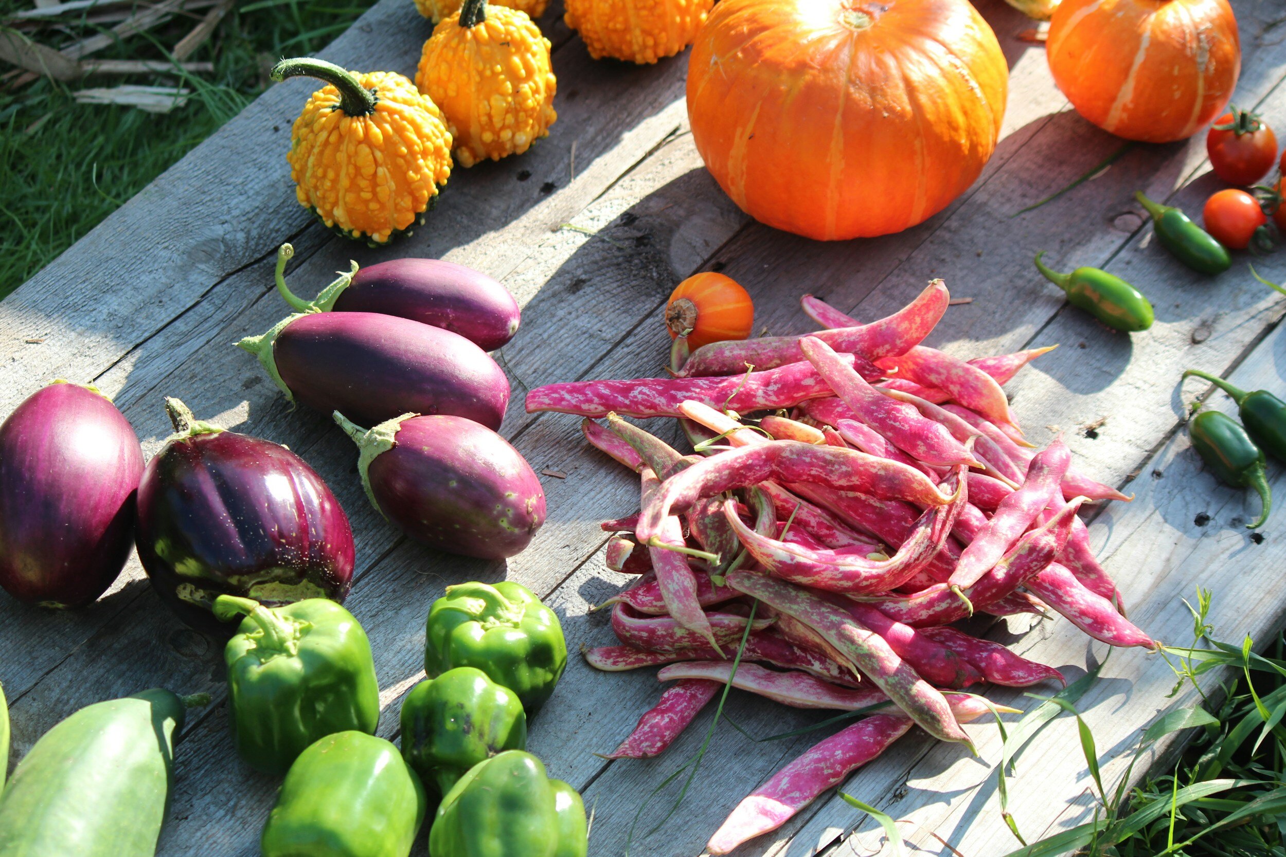 Rewild Permaculture