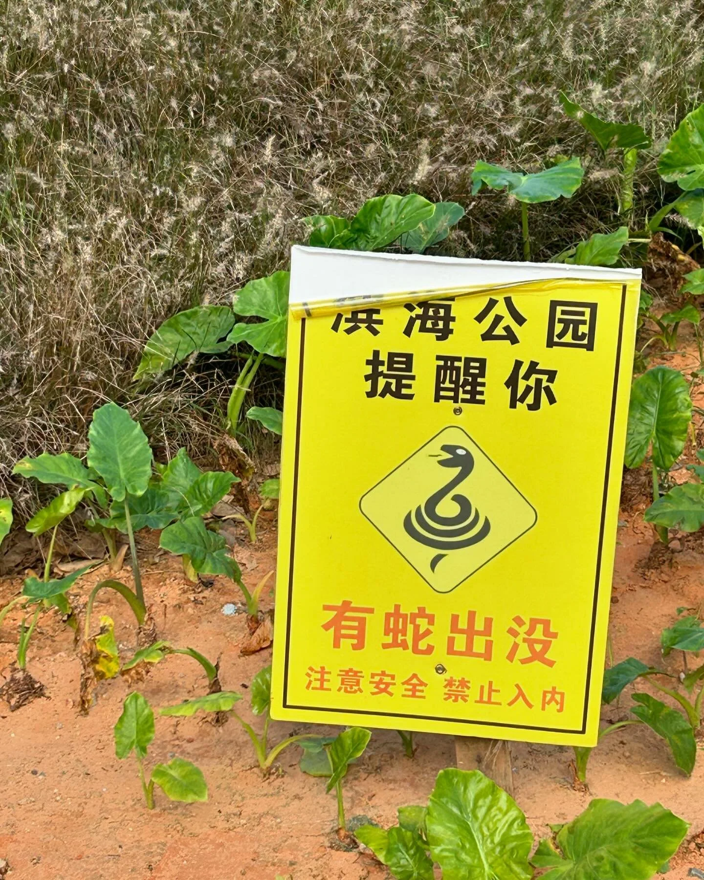 The climate here sort of boils my cool Celtic blood, and today there was relief on my morning run, the wind was refreshing and I found a path&hellip; there was music playing and in the beginning I thought it came from a temple in the distance and the