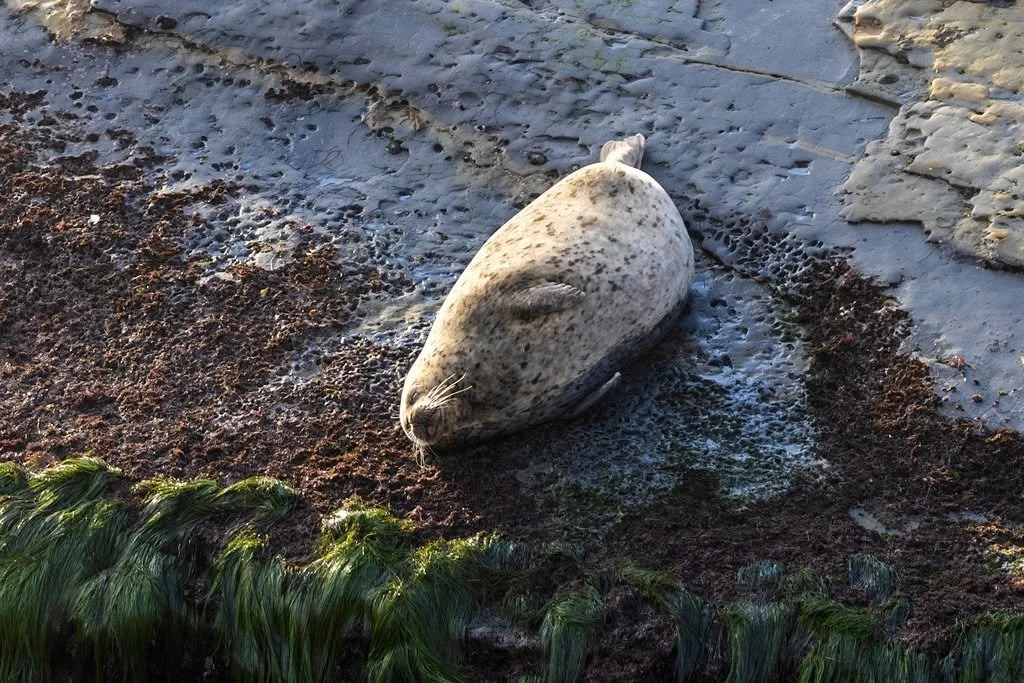We see your fat bears, and we raise you&hellip; fat harbor seals. 🦭

While @fatbearweek is officially underway at @katmainpp, here in San Diego we&rsquo;re celebrating another champion of impressive roundness &mdash; the harbor seal (Phoca vitulina)
