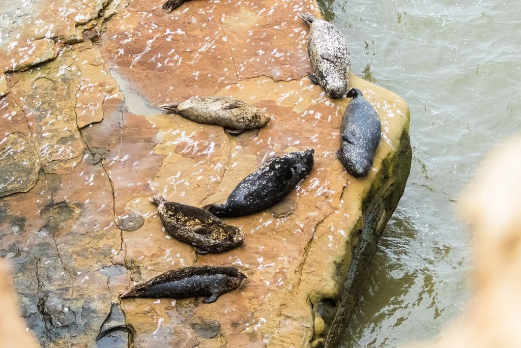 The Seal Lounge&trade;: San Diego&rsquo;s hottest waterfront hangout 🦭🍸🫧

Nestled along the rocky shoreline of Cabrillo National Monument, The Seal Lounge&trade; is an exclusive establishment reserved for harbor seals in search of a place to rest 