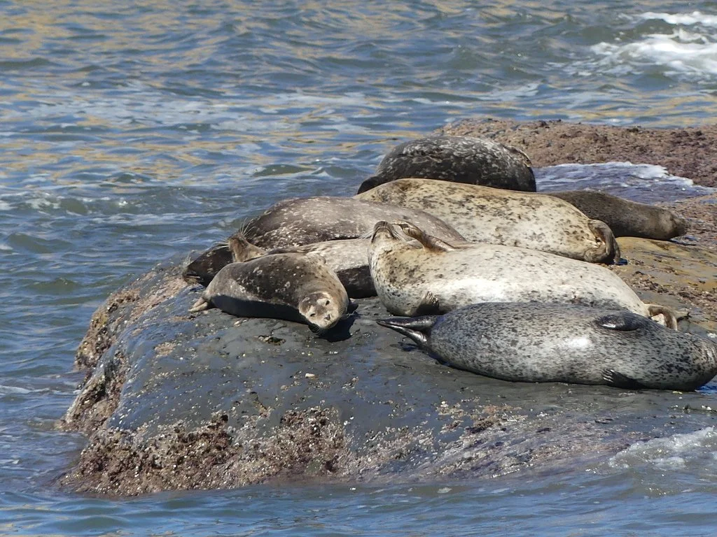 Bulking season is year-round when you&rsquo;re a harbor seal. 💪🦑

As members of the order Carnivora, harbor seals feed on squid, crustaceans, mollusks, and a variety of fish just offshore from @cabrillonps.

They can eat up to 5&ndash;6% of their b