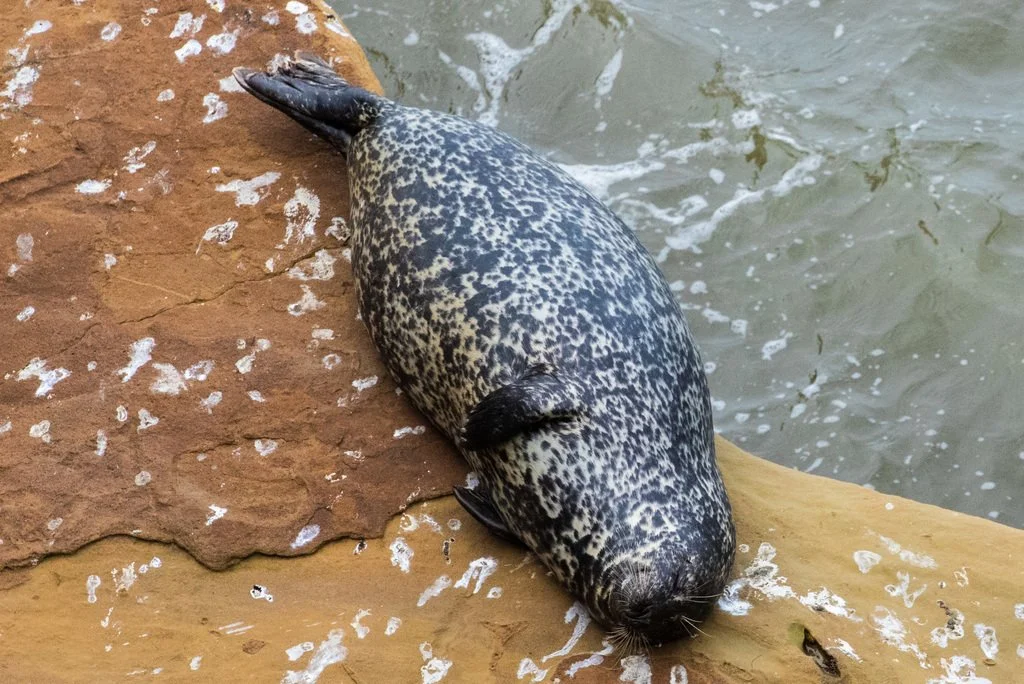 Harbor seals (Phoca vitulina) spend a good portion of their lives hauled out onshore, but the frequency and purpose of their loafing depends on the season. 🌸☀️🍂🌧

In spring and early summer, females return to familiar haul-out spots to give birth.