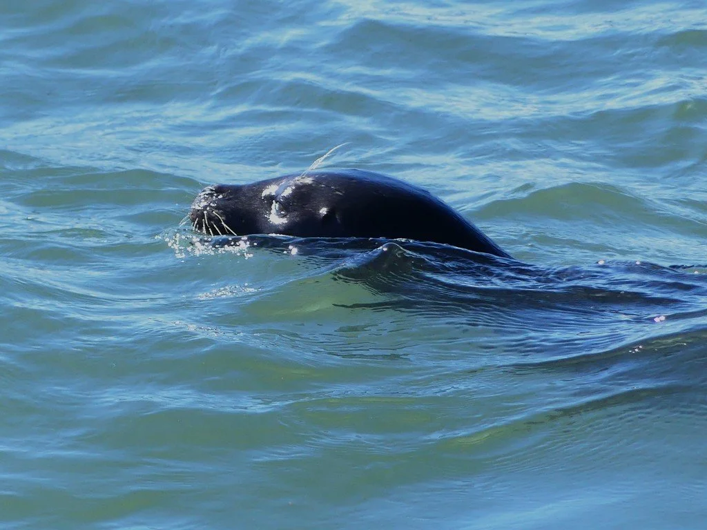 🦭 Happy National Public Lands Day from Cabrillo National Monument Foundation! 🏞

Weeks like Fat Seal Week (and our inspiration, @fatbearweek) remind us to slow down and celebrate the beauty of the magnificent species protected within our public lan