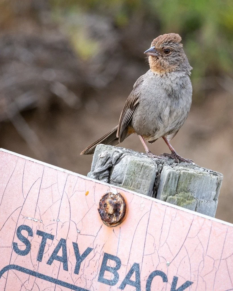 While the gates of Cabrillo National Monument remain closed, the park still lives behind them. 🐦🌾

CNMF will continue to share the latest news and stories from Cabrillo National Monument during the closure.

Join our email list for updates: cnmf.or