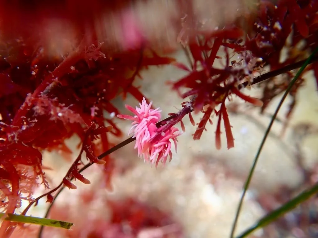 From the park's tiniest nudibranch to the towering Torrey pines, we&rsquo;re thankful for every plant, animal, insect, and pebble that makes Cabrillo National Monument the place we know and love, and for our community that helps protect it.

Thank yo