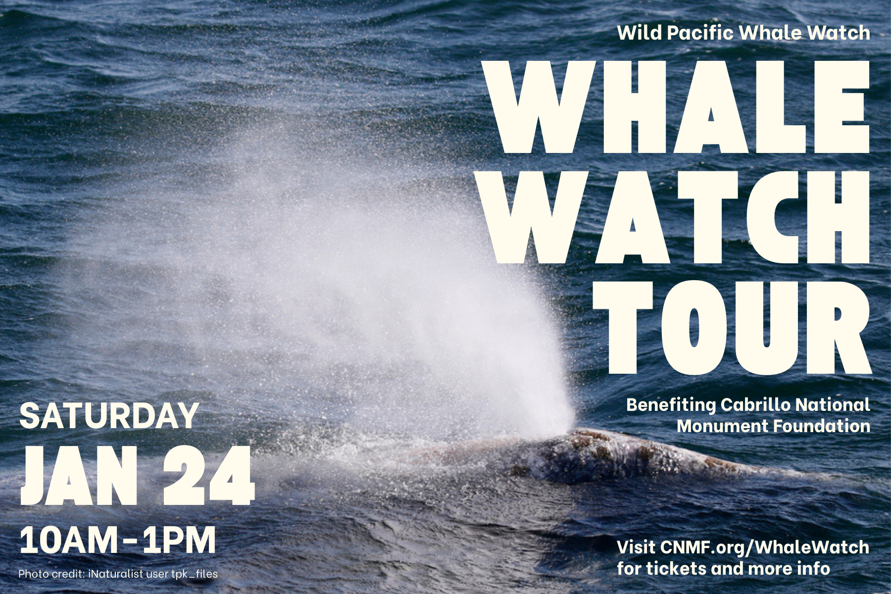 Whale Watch Tour Presented by Wild Pacific Whale Watch