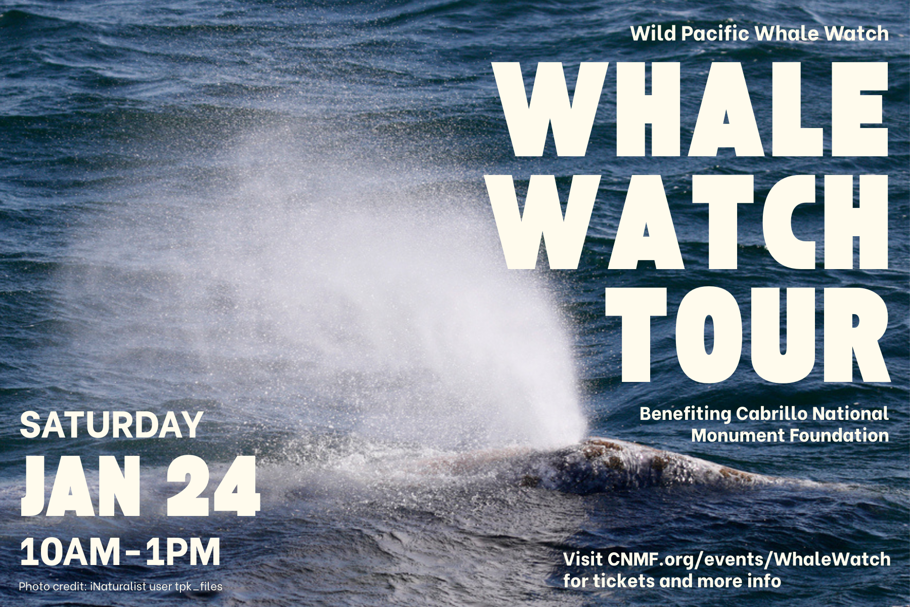 Whale Watch Tour Presented by Wild Pacific Whale Watch