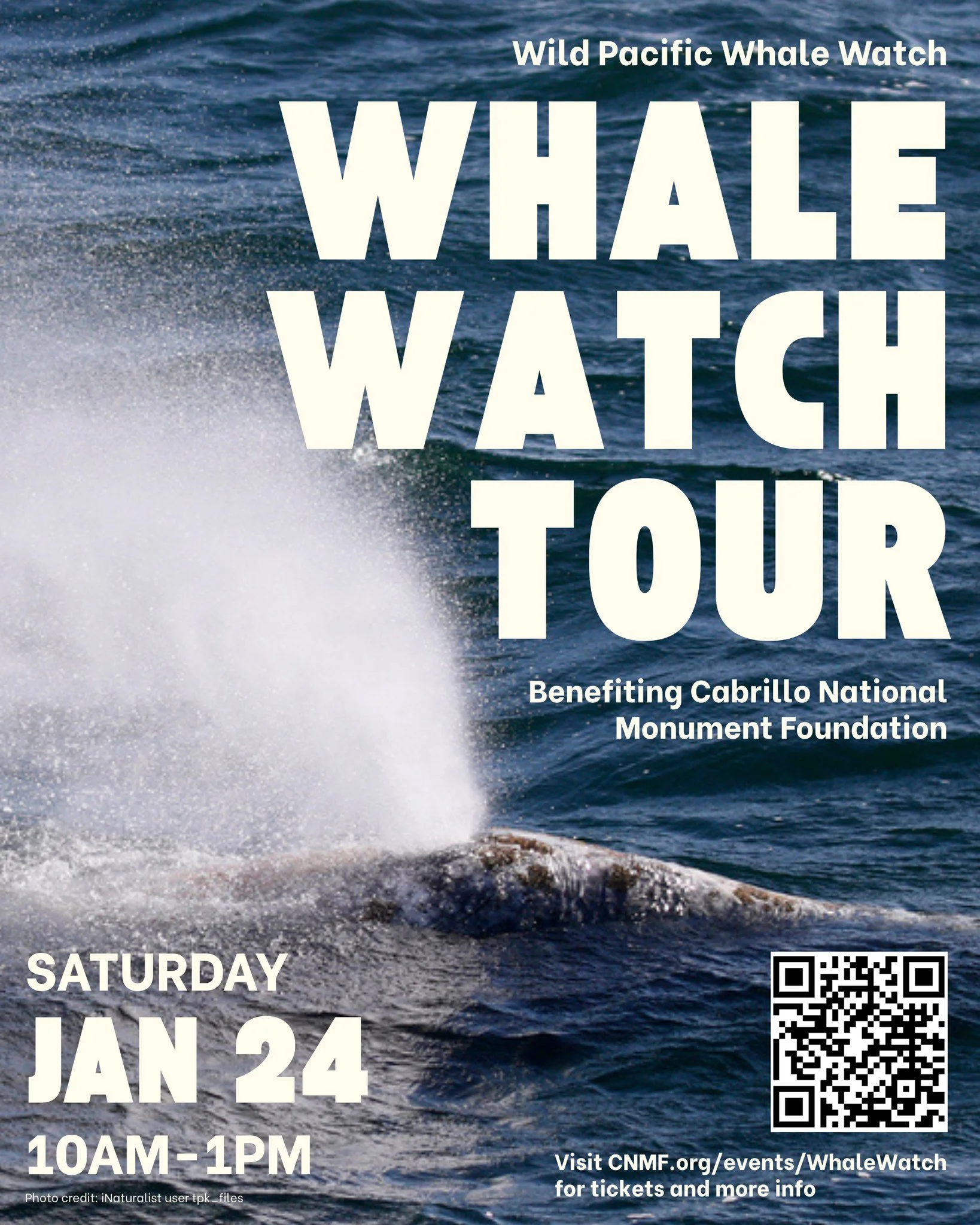 Celebrate grey whale season aboard a fundraising Whale Watch Tour hosted by @wildpacificwhalewatch, benefiting @cnmfoundation! 🐋🌿

Set sail on a 3-3.5 hour tour on The Peregrine, a modern vessel with indoor seating, climate control, and stabilizers