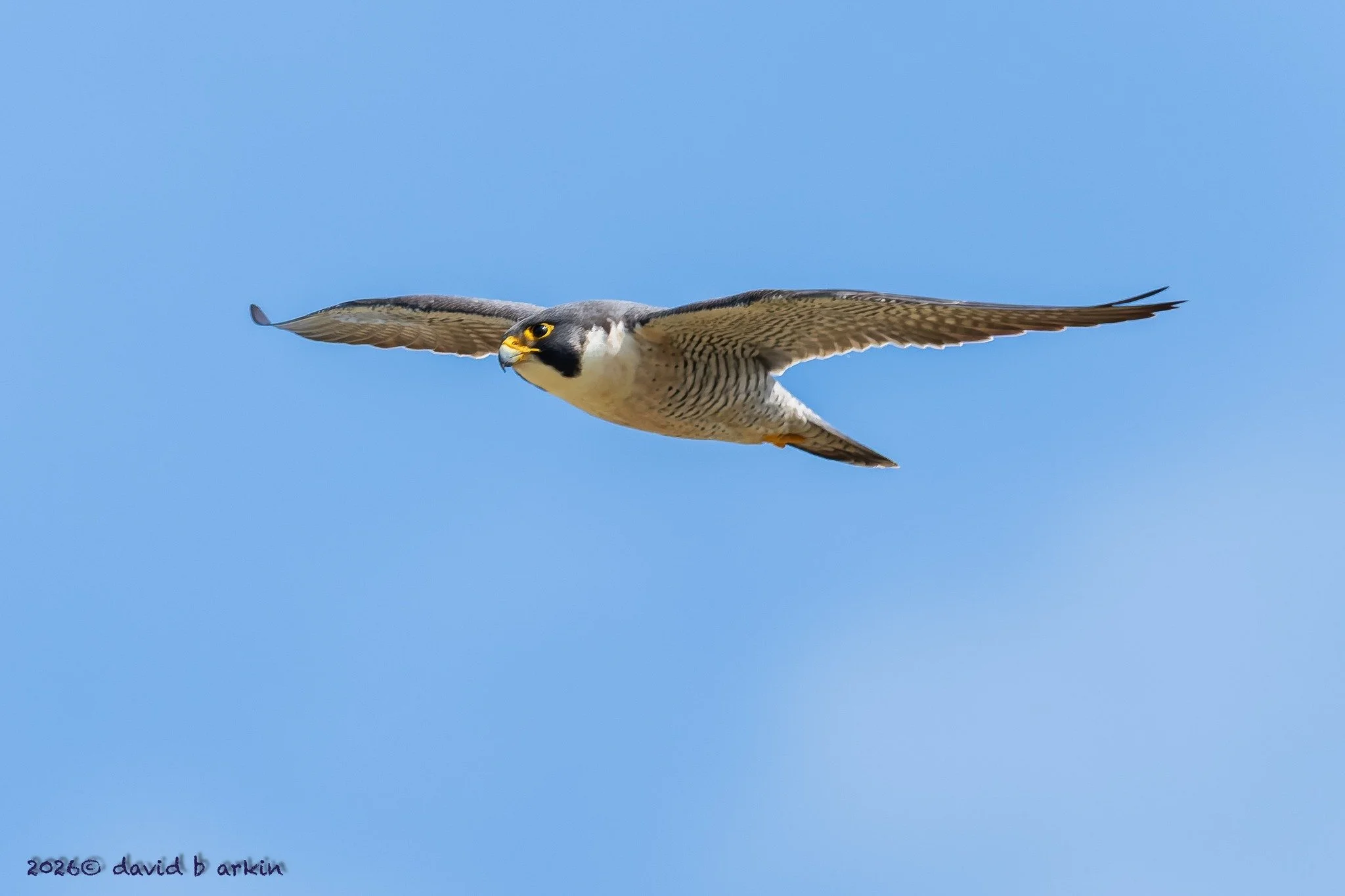What a treat it is to see so many beautiful birds up close. 🐦🪶

Thank you to CNMF member, David Arkin, for sharing these photos from Monday's Birding Walk-and-Talk!

Pic #1: Peregrine Falcon (Falco peregrinus)
Pic #2: Orange-crowned Warbler (Leioth