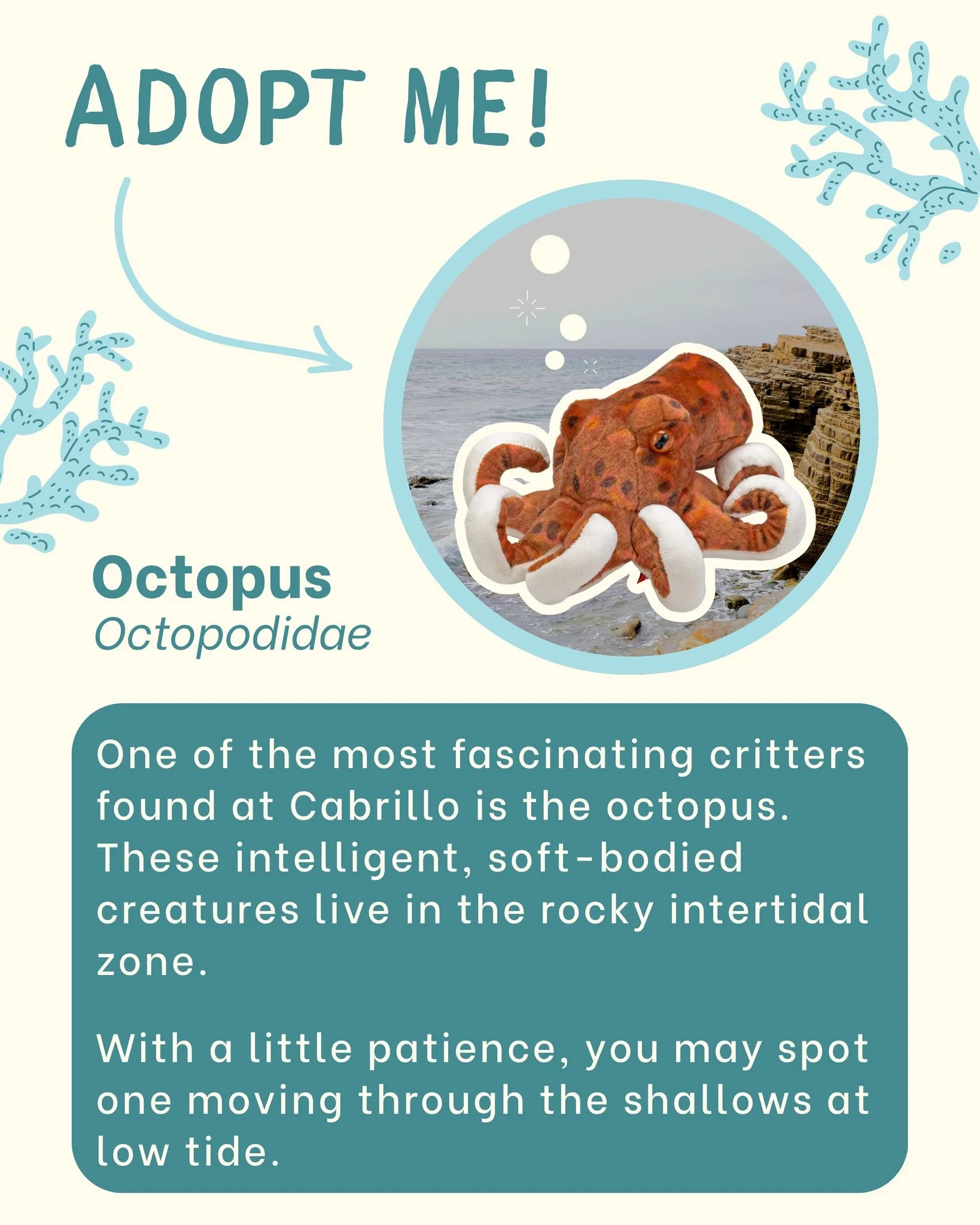 This spring, adopt a Cabrillo Critter with a gift of $250 and help protect the habitats they call home!

Each adoption includes a plush, email updates about your chosen species, and an invitation to Bagels on the Bay at Cabrillo National Monument in 