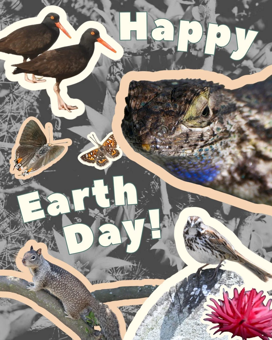 Happy #EarthDay to the winged, the fuzzy, the shelled, the spiny, the slimy, and all the wild and wonderful residents of Cabrillo.

Today and every day, CNMF is proud to support the conservation of this beautiful piece of our planet: the 166 acres of