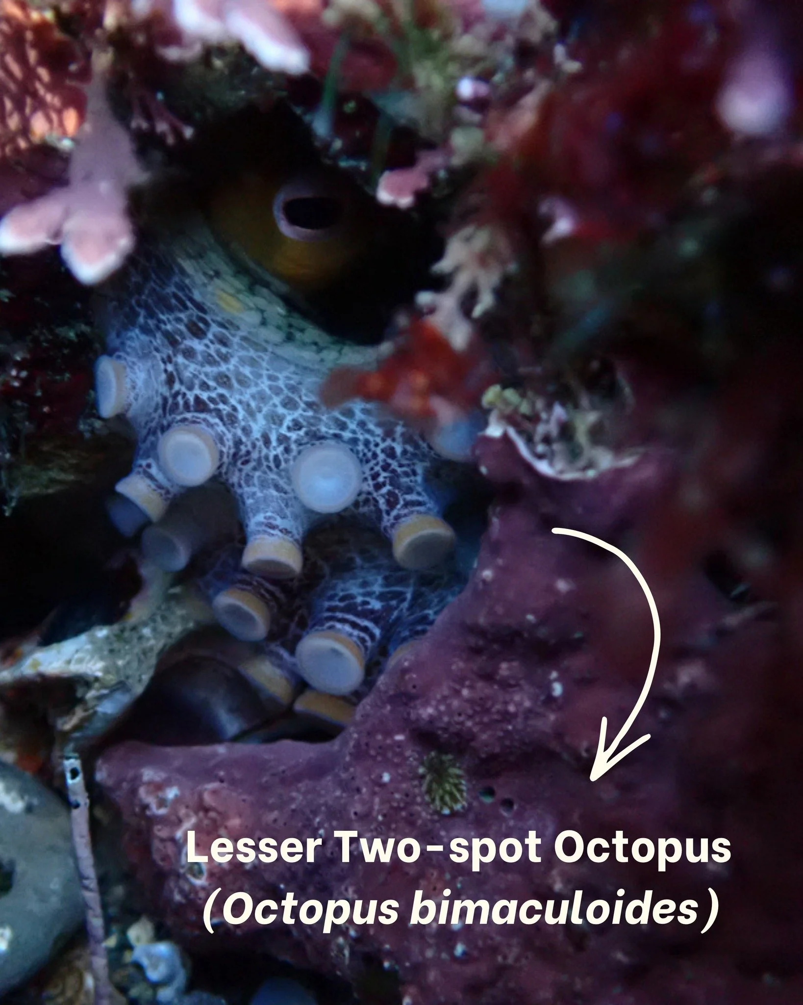 There's still time to take one of these critters home...

Obviously we mean the plush versions on the last slide ... but we promise they are almost as cute as the real thing! 🐙🐦🐝

This spring, adopt an octopus, hummingbird, or bee and receive a pl