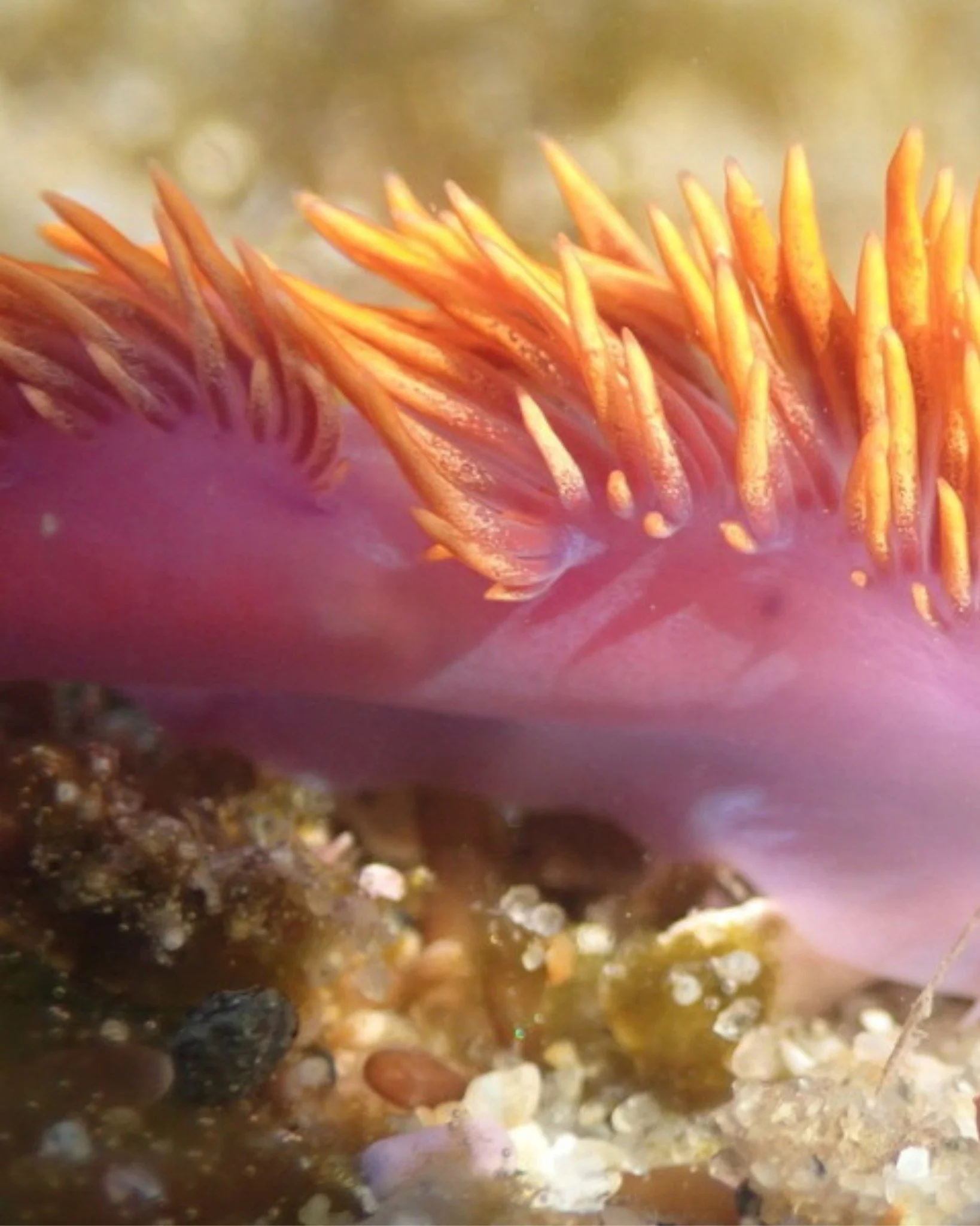 Swipe to see this nudi-cutie! ➡️🐌

Tidepooling season at Cabrillo is officially coming to a close as low tides under 0.7ft are now happening almost entirely outside of park hours.

There are just two good low tides left this season, so plan your vis