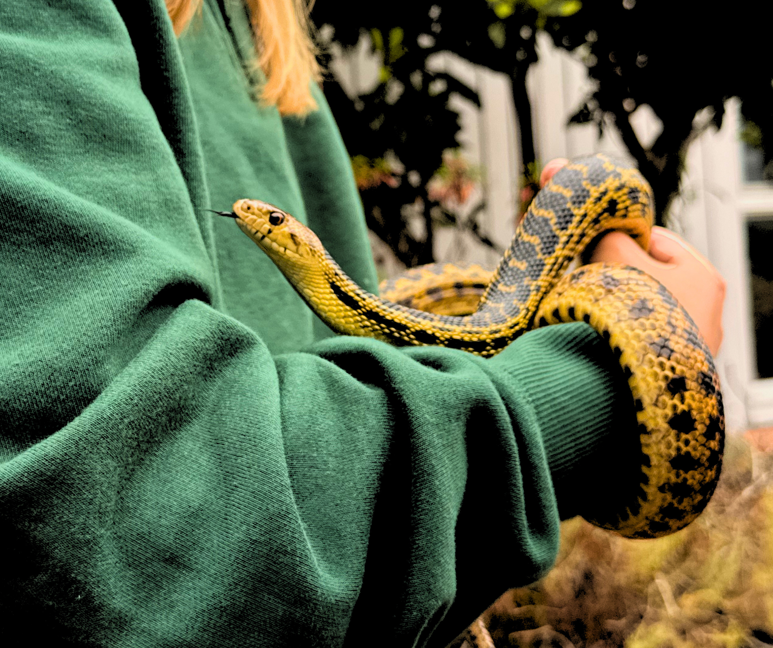 Meet Cabrillo’s Snake Ambassadors 