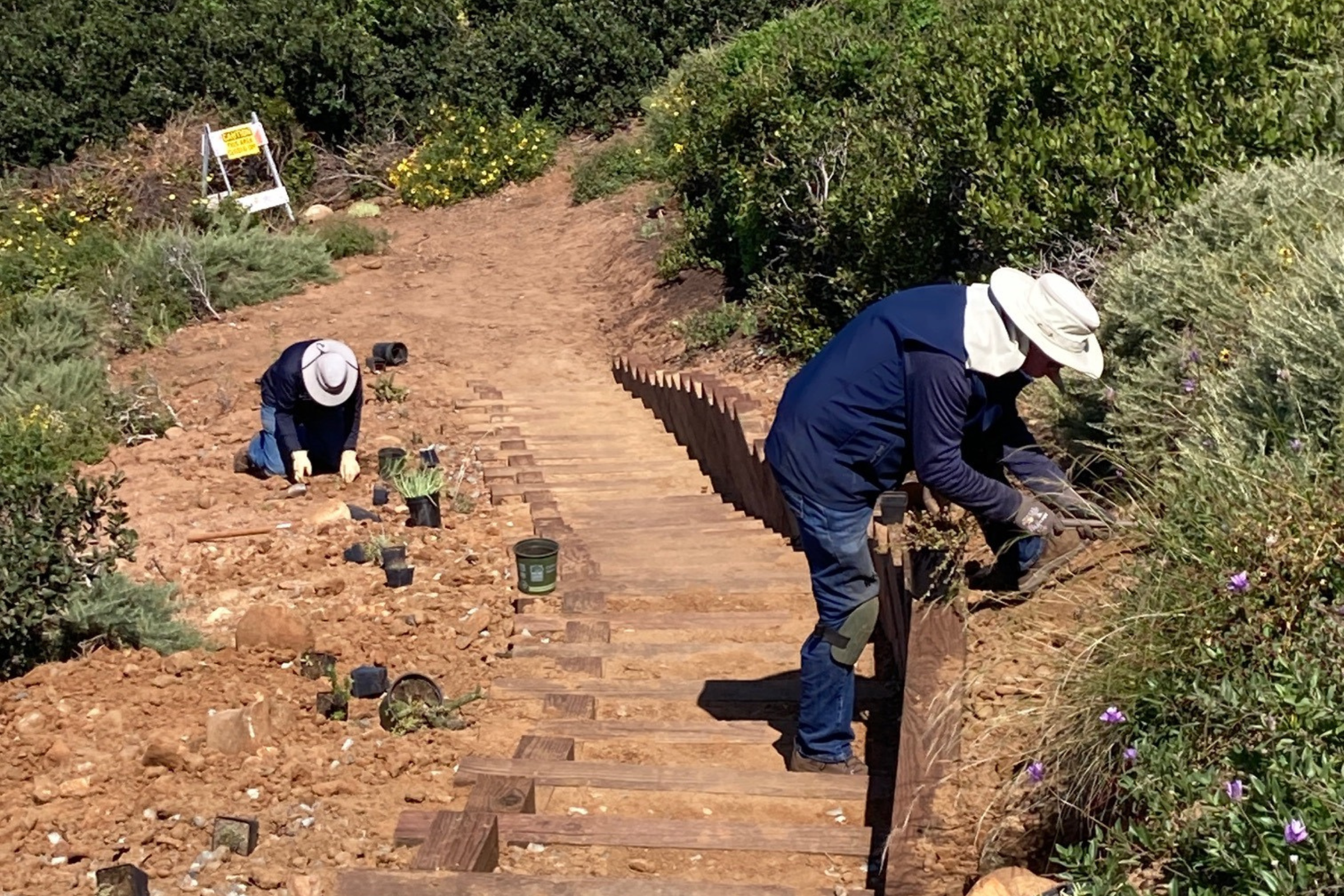 Cabrillo National Monument greenhouse crew re-vegetate the native flora along the newly constructed Oceanside Trail