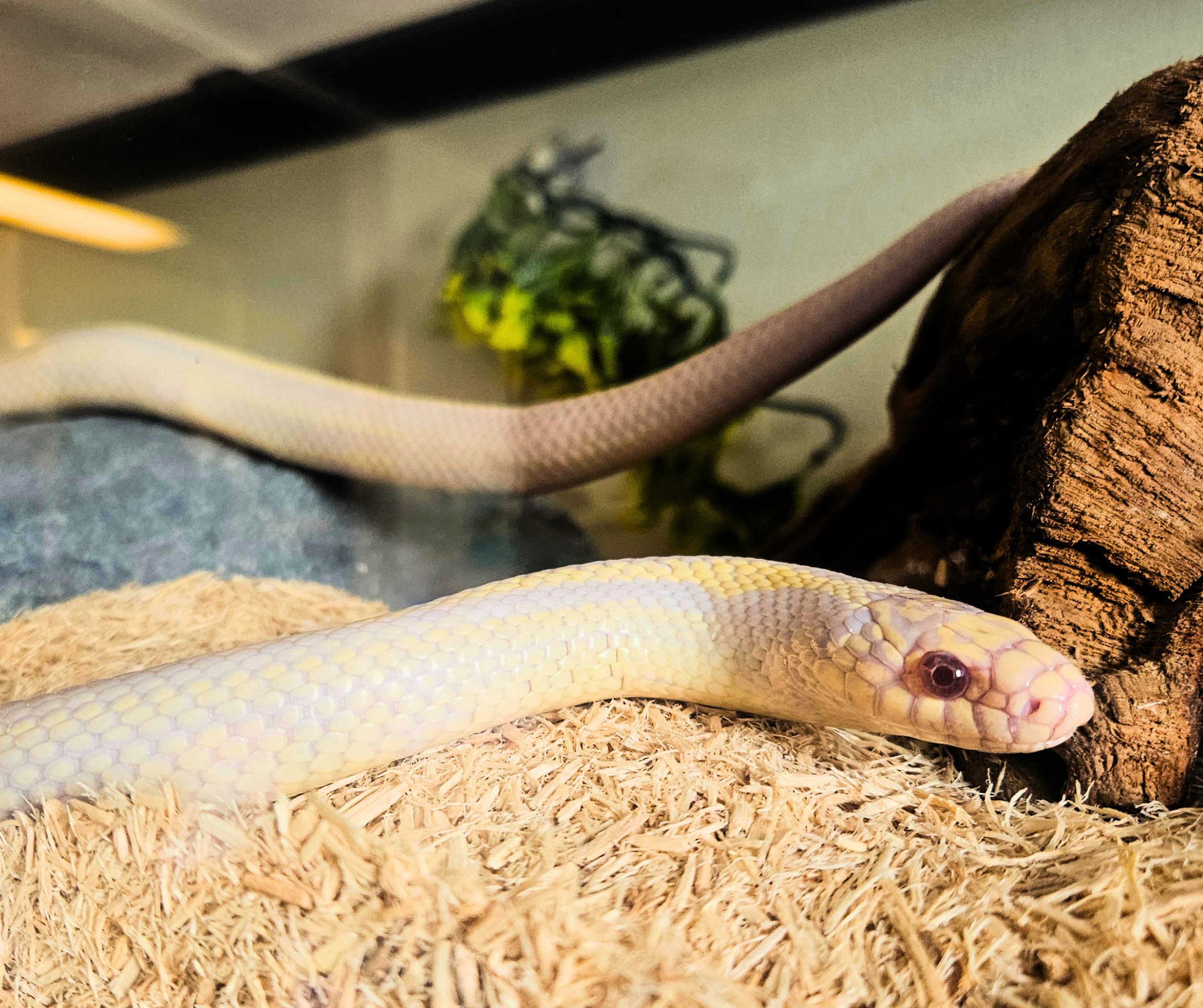 Summer, age 17, California kingsnake. Photo credit: Hannah Marquez.