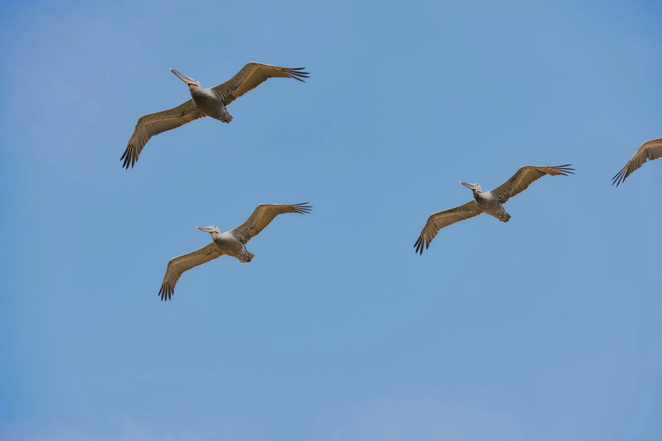 Brown pelicans flying overhead