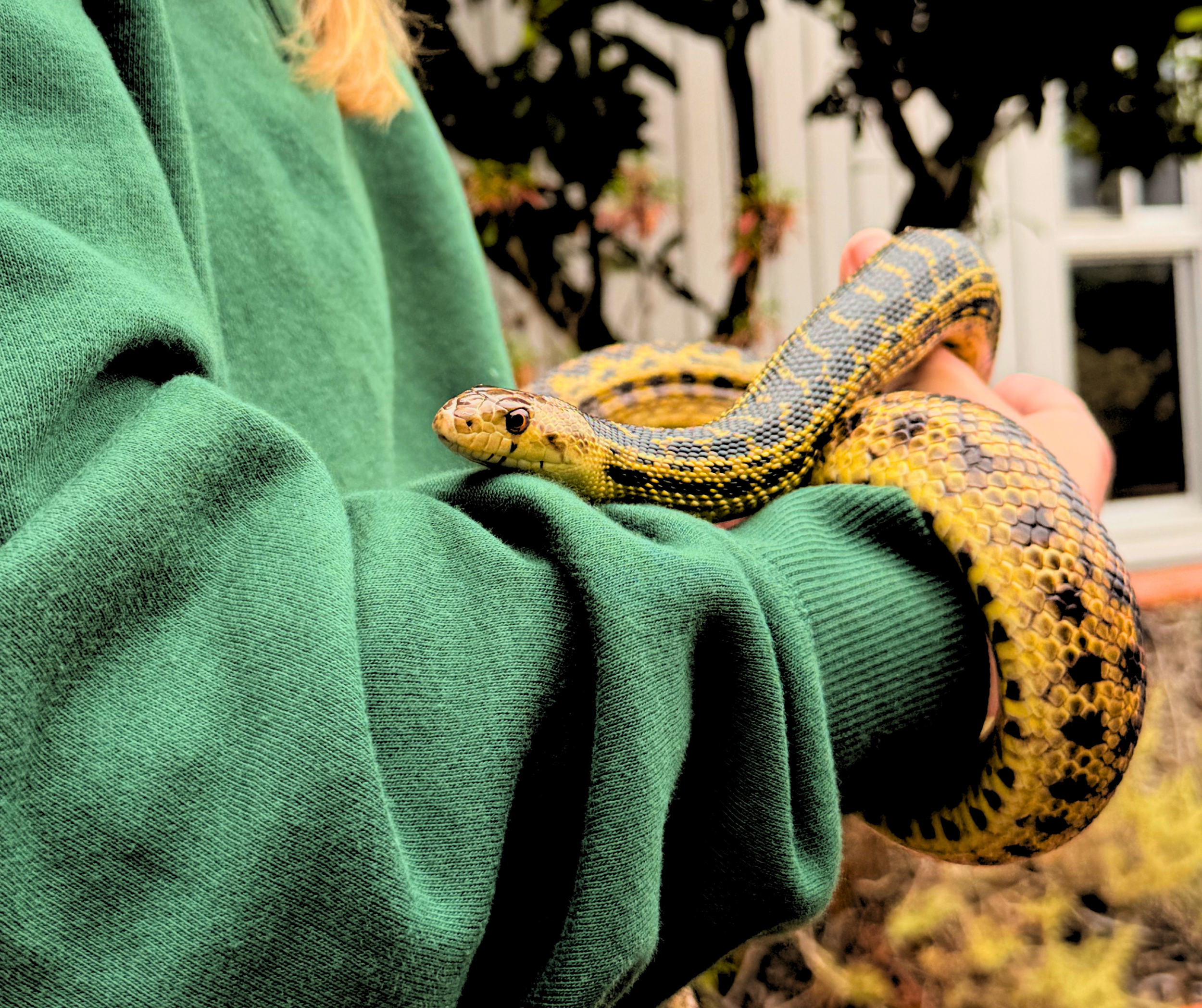 Wilson, age 13, San Diego gopher snake.