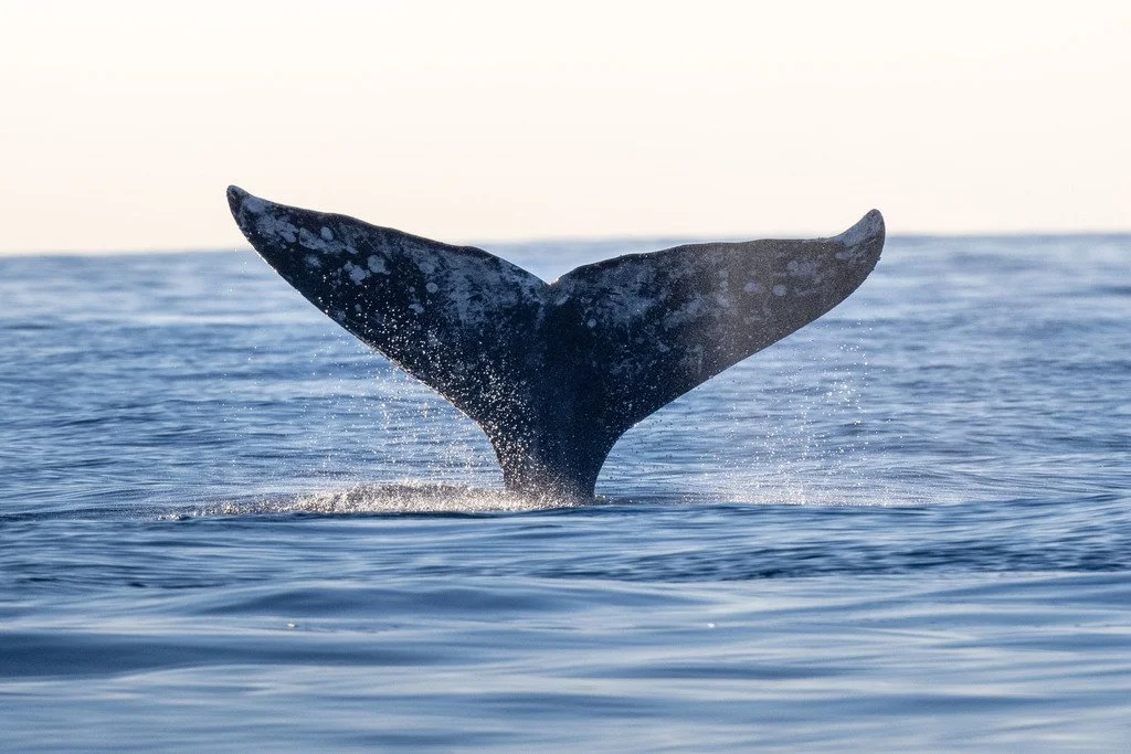 Grey whale fluke