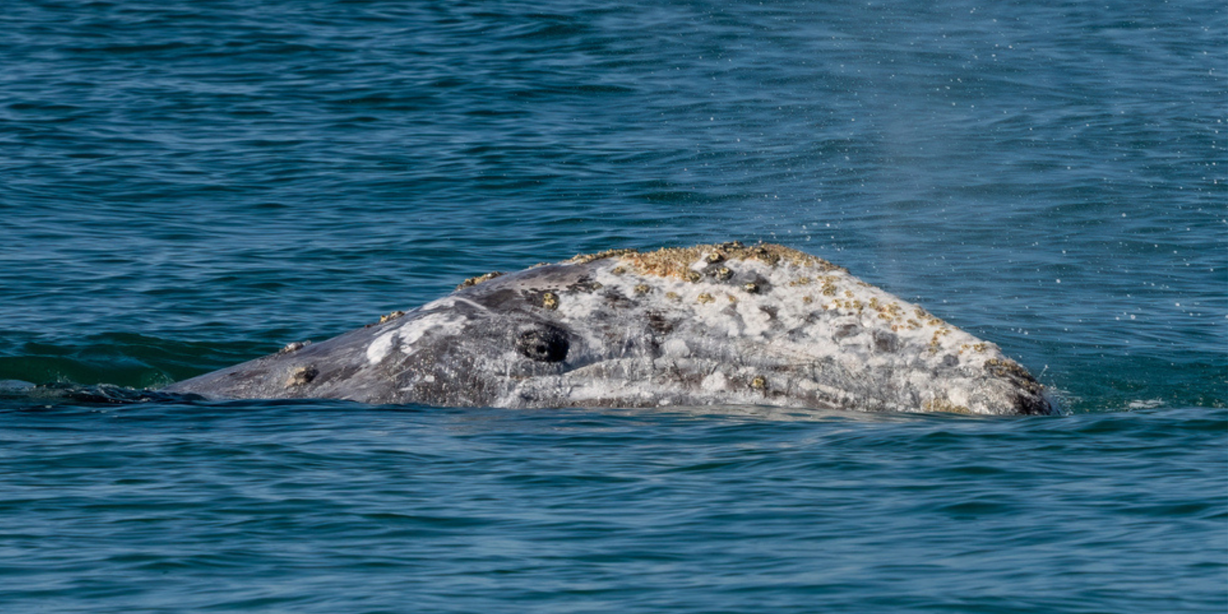 Grey Whale face surfacing in the ocean