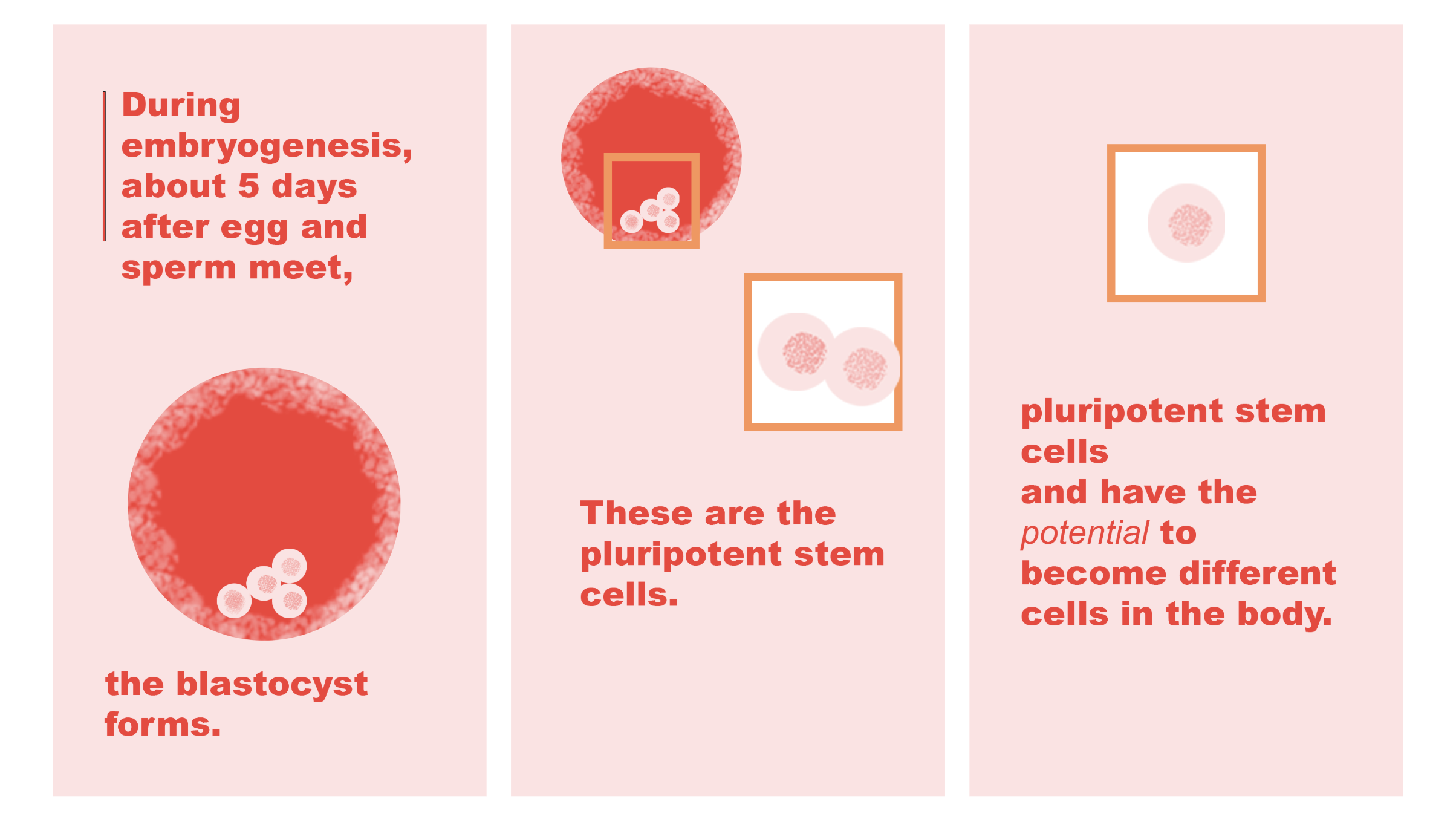 Pluripotent-Stem-Cell-Test-Frames.png