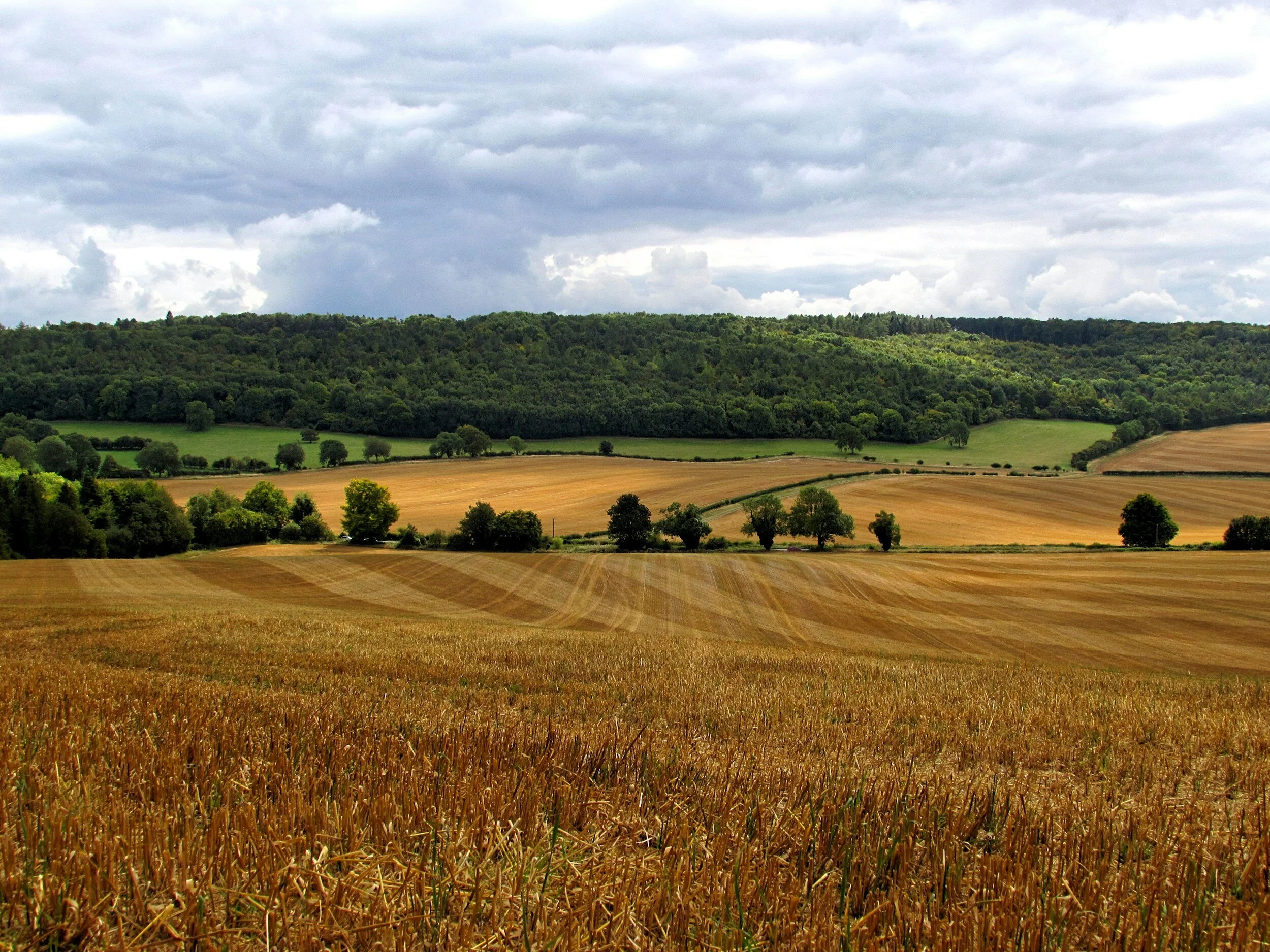 An image of a crop field with tree line visible in the distance.