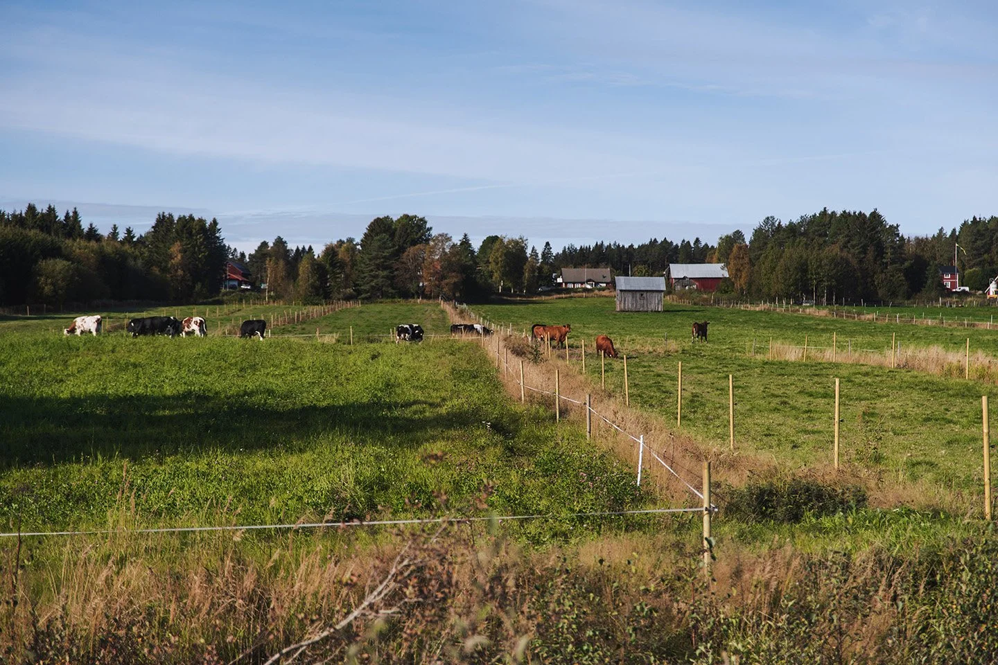 Kor betar i en grön hage med staket, ladugårdar och skog i bakgrunden.