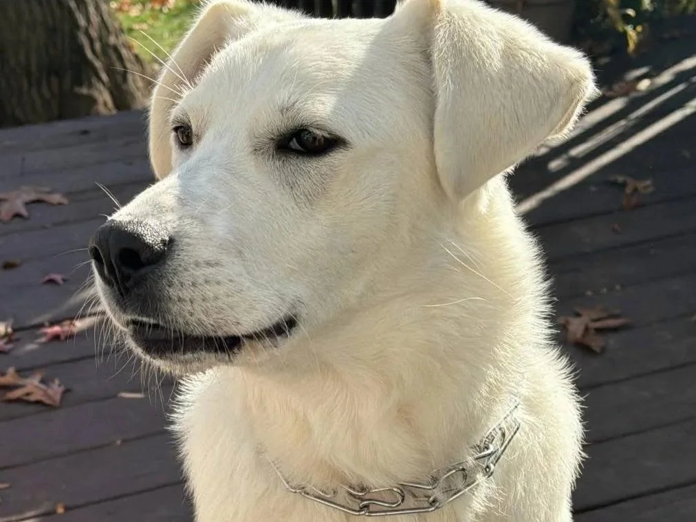 Da Torretta a New York: la storia del cane Lazzaro e di un approccio sostenibile al randagismo