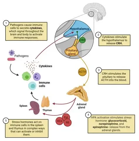 Psycho-Neuro Immunologie trifft Regulationsdiagnostik
