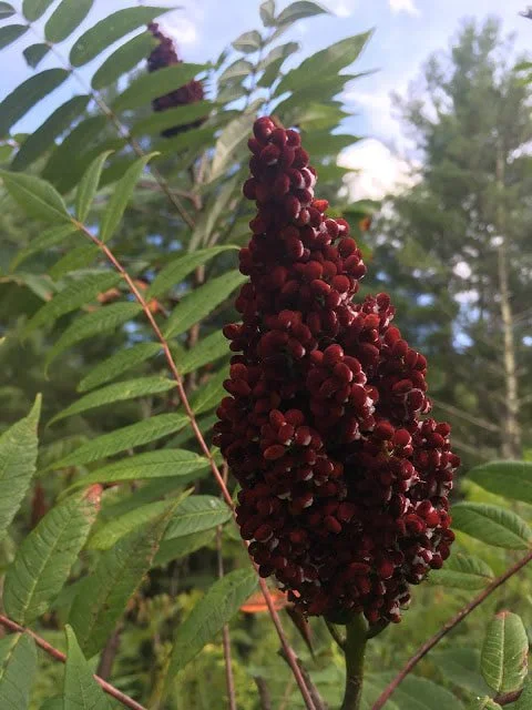 Foraging for Sumac + Wild Za'atar Spice Recipe