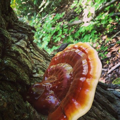 Reishi, AKA The Mushroom of Immortality