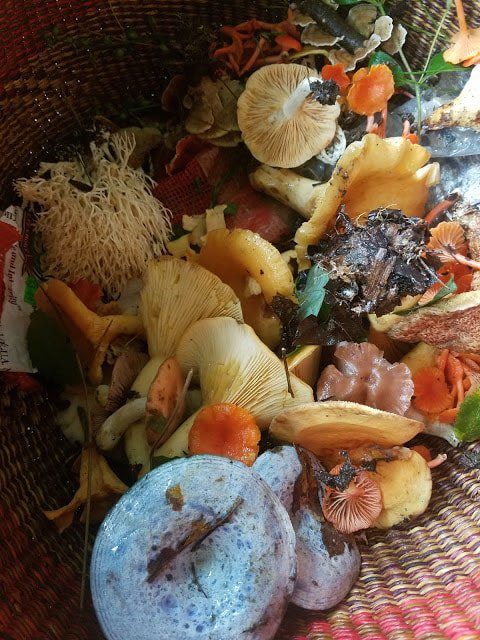 Late Summer, Early Fall Mushroom Walk