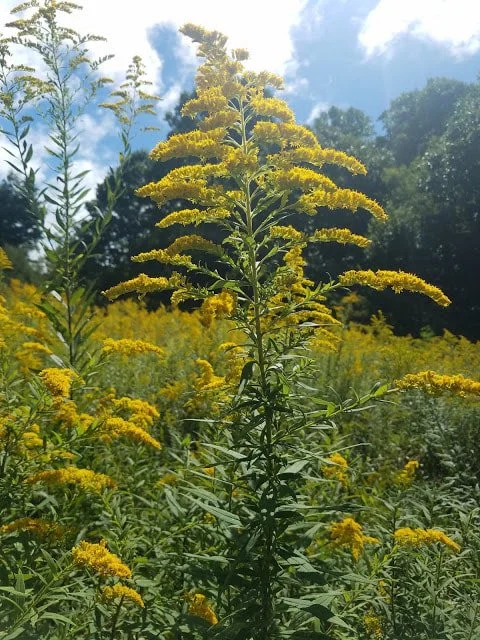 The Glory of Goldenrod