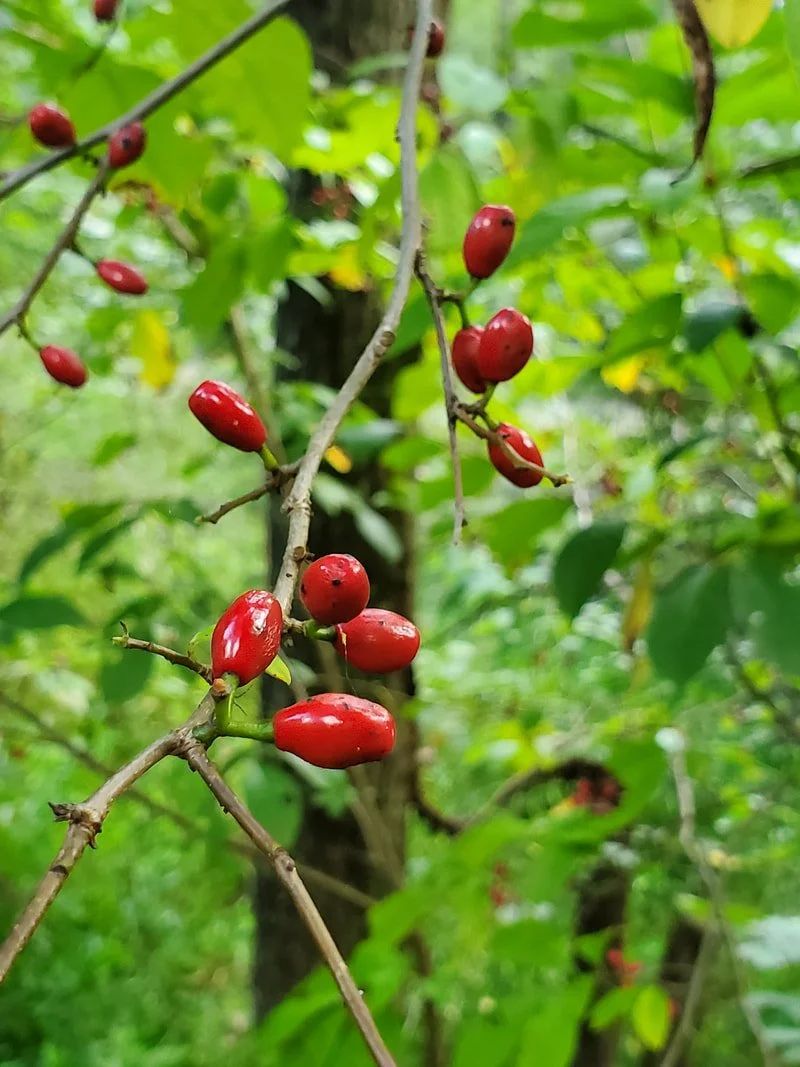 Spiceberry Spice Latte Recipe &amp; Other Spicebush Goodness