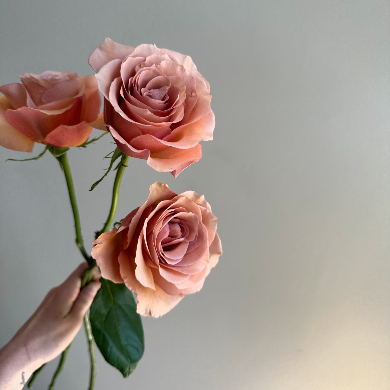 My favorite rose &quot;Moab&quot; 

She is stunning

.
.
.
#florist #flowers #brides2024 #brides2025 #chicago #chicagoflorist #mkeflorist #chiflorist #weddingflorist #eventflorist #weddinginspiration #flowersofinstagram #bridesbouquet #weddingflowers