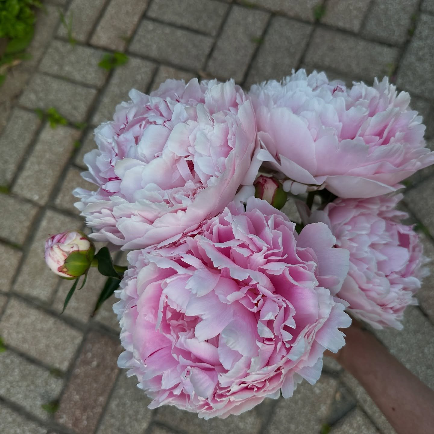 Peony season 🤩🤩🤩

#davincirose #mkeflorist #mkebride #mkeweddingflorist #chicagoweddingflorist  #brides2026 #brides2025 #chicagoflorist #weddingflorist #weddinginspiration  #weddingflowersideas