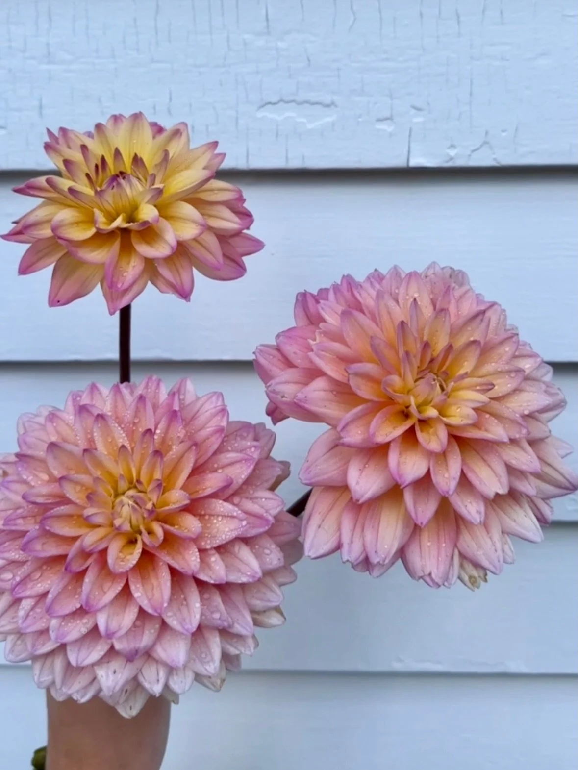 Missing dahlias already and realizing I have to wait a until the end of summer to use the again😭😭 The grief of a florist 

.
#davincirose #mkeweddingflorist #chicagoweddingflorist  #brides2026 #brides2025 #weddinginspiration  #weddingflowersideas