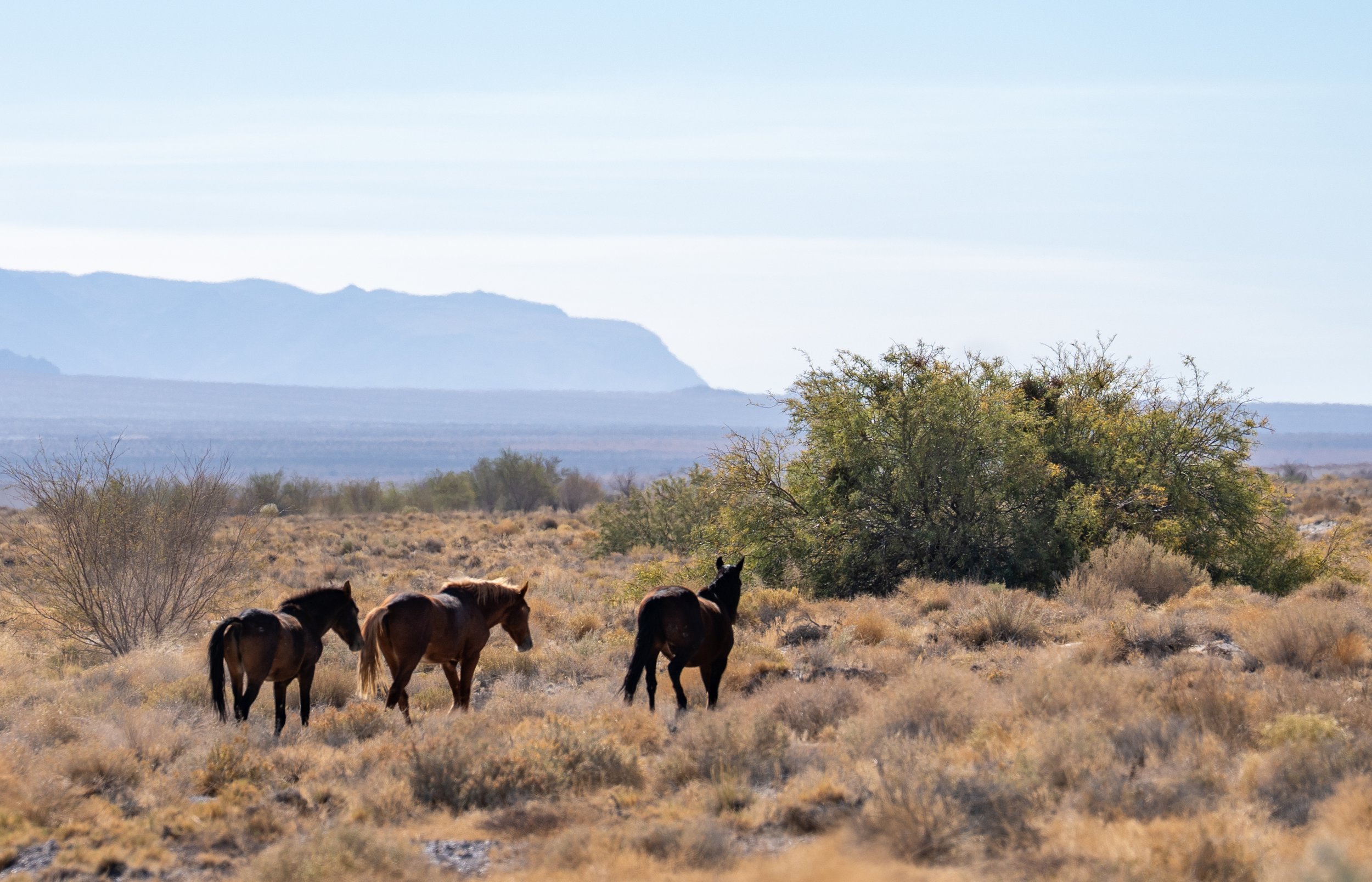 Wild horses roam in Amargosa Valley, Nev.