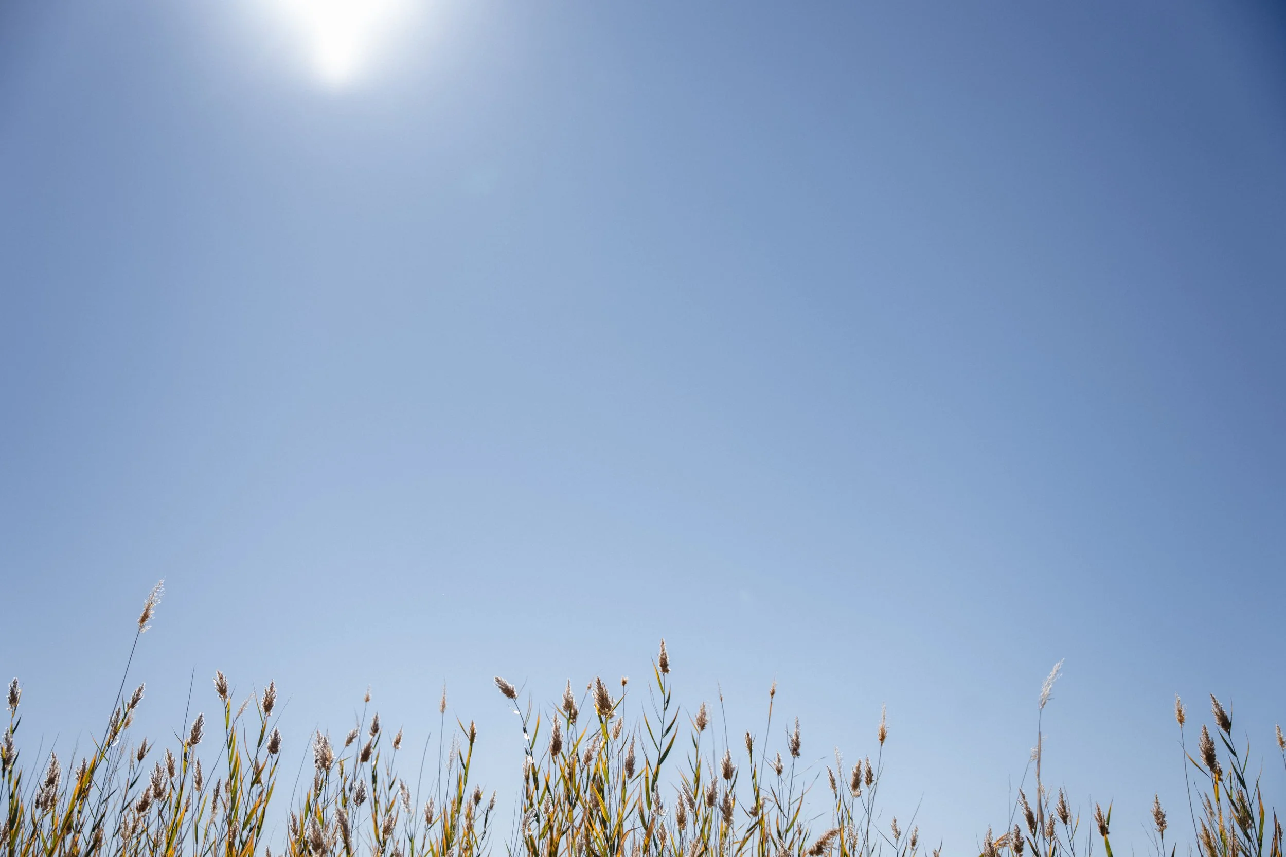 Vegetation grows near the Crystal Springs at Ash Meadows National Wildlife Refuge