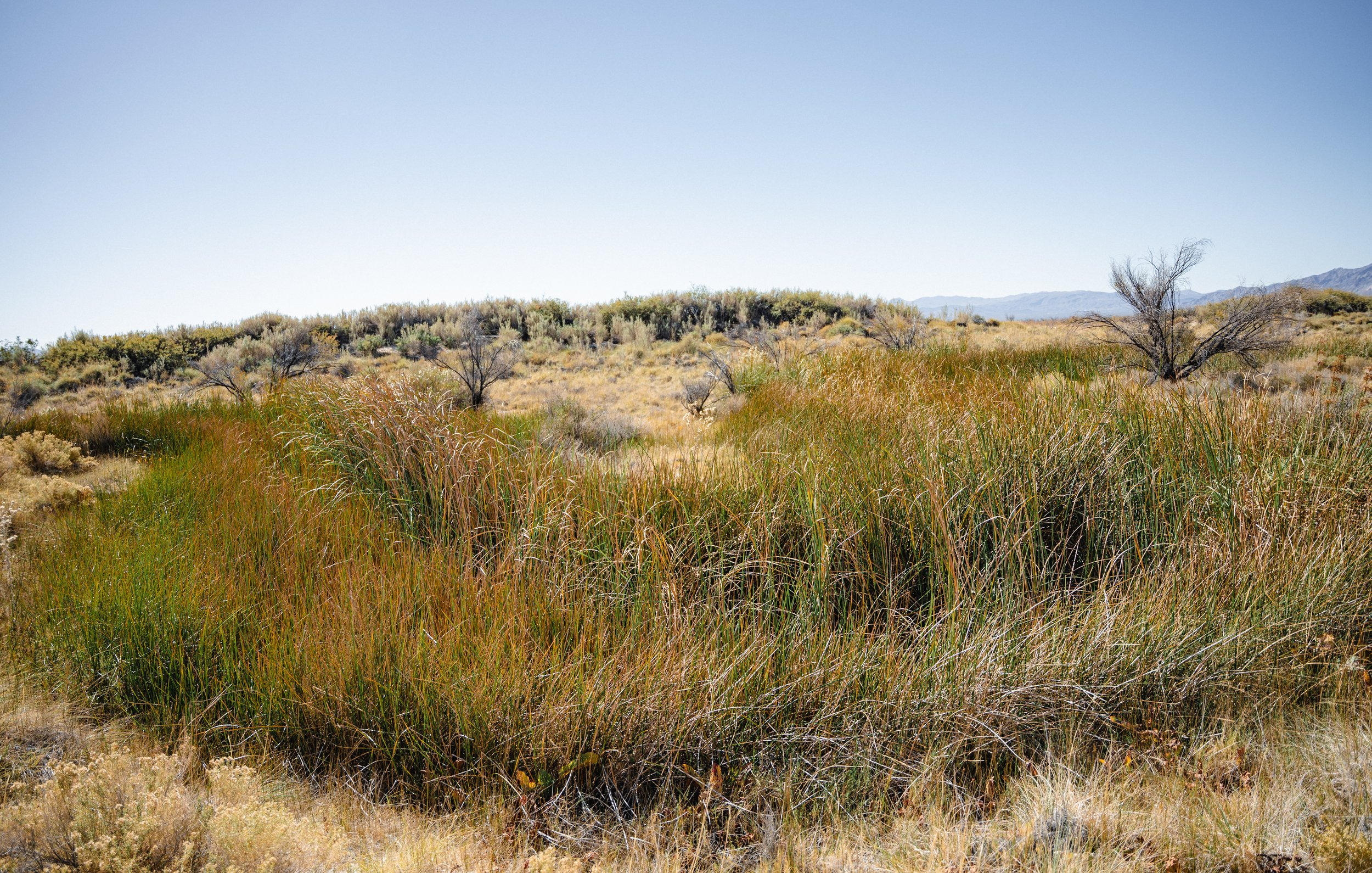 Vegetation grows near the Crystal Springs at Ash Meadows National Wildlife Refuge