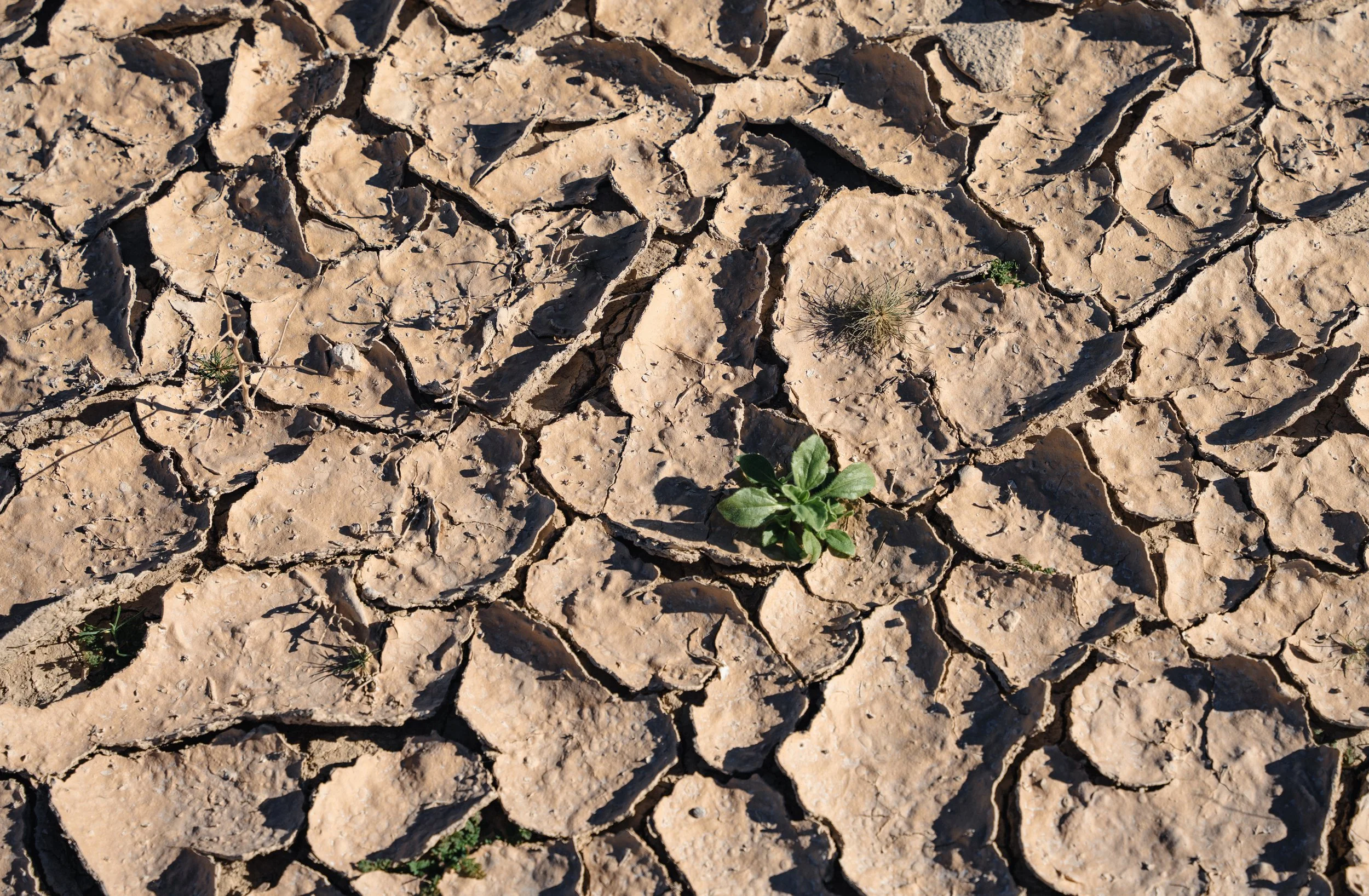 Small plants grow at the base of the mine.