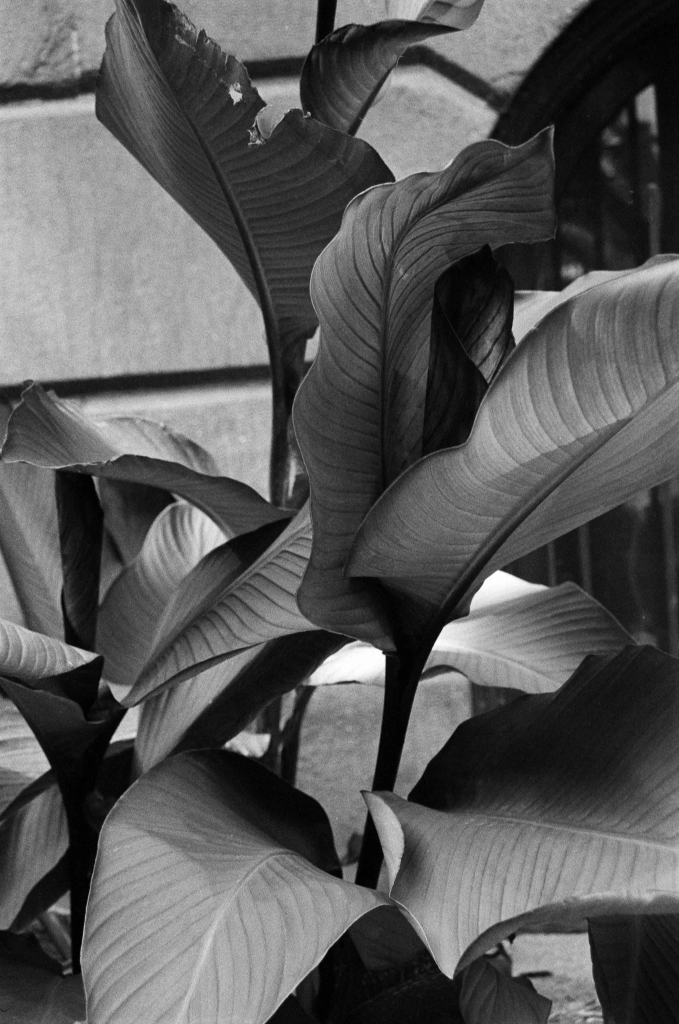 Elephant Ear HQ-1.jpg