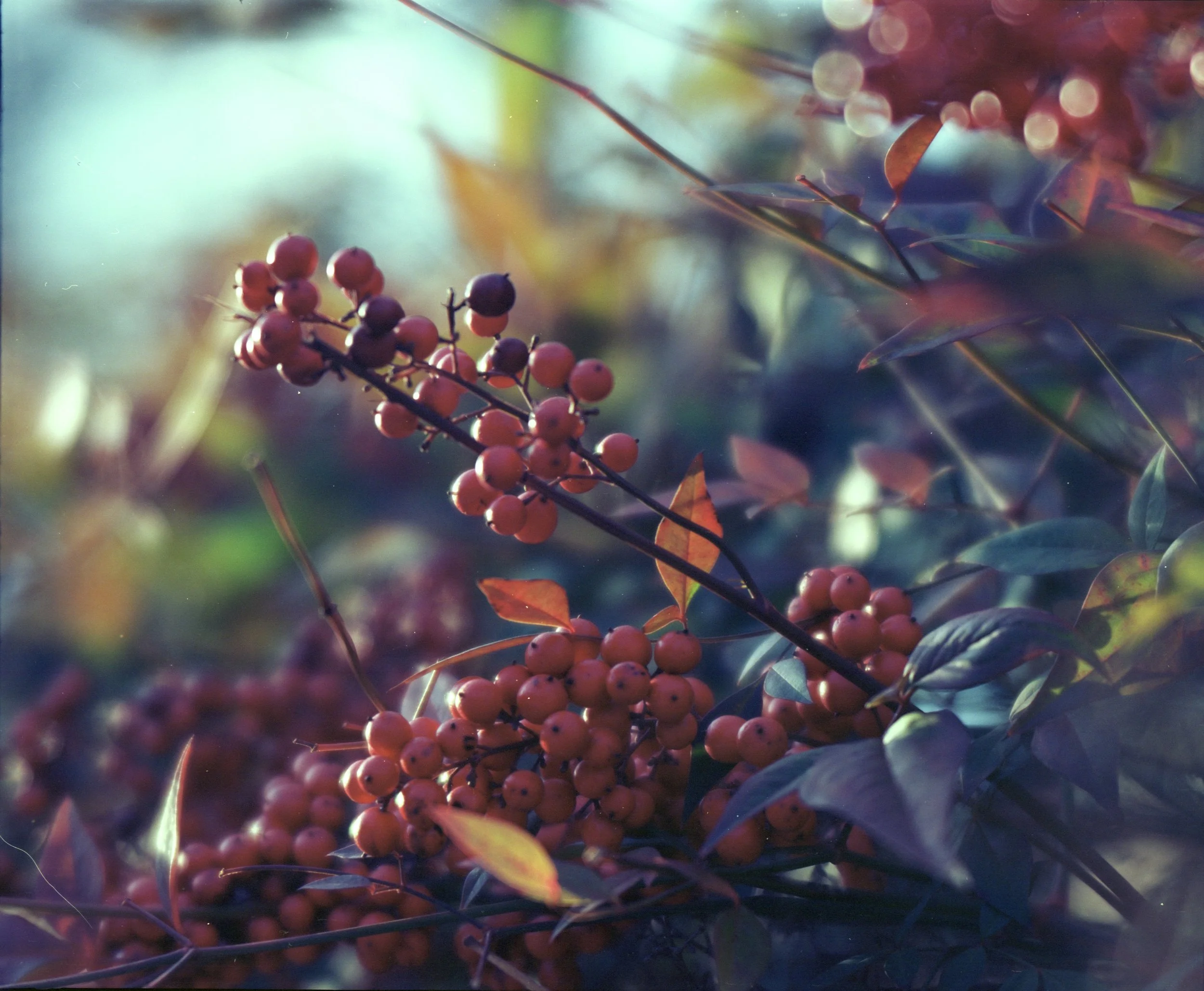 Plant Bokeh copy.jpg