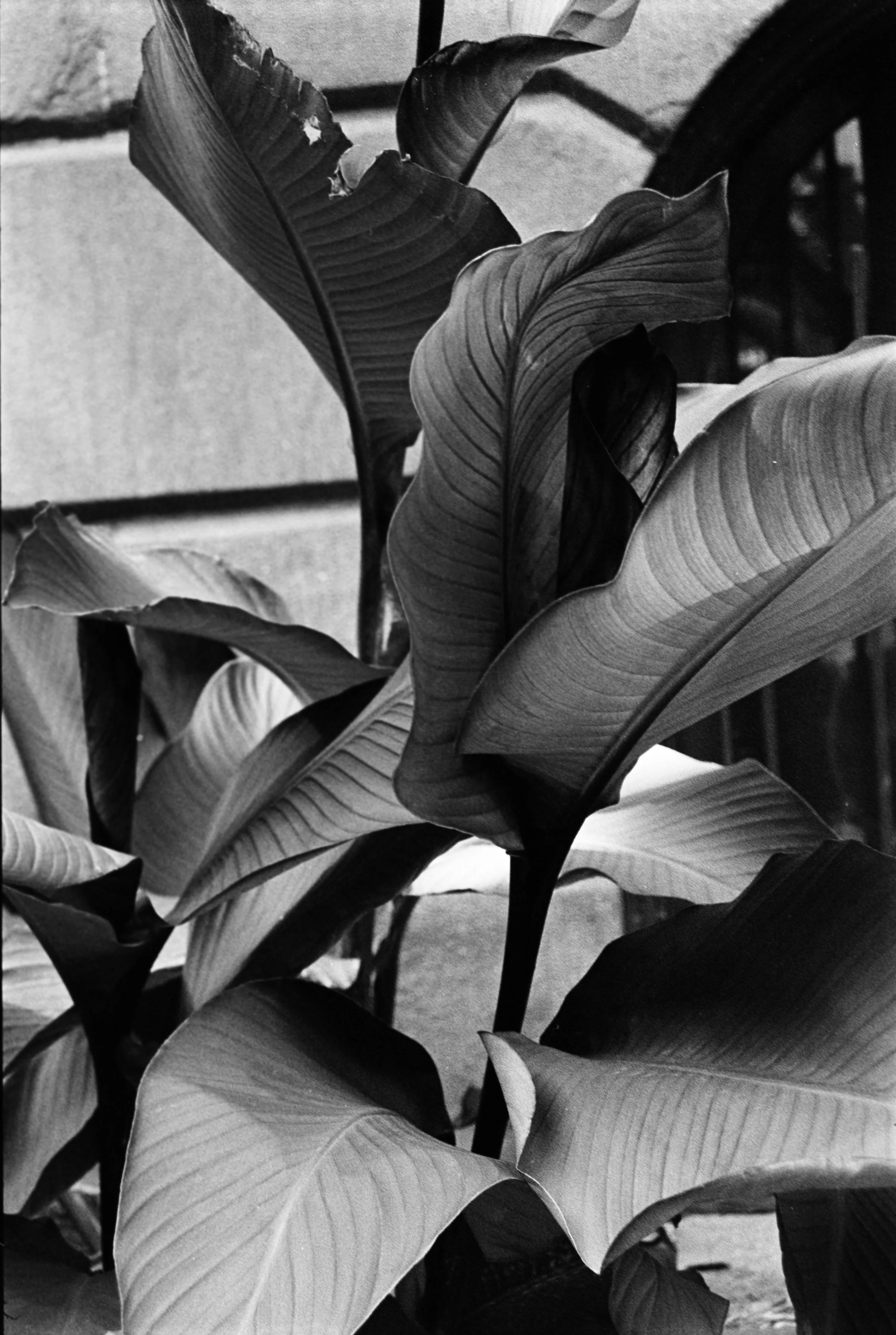 Legacy Camm Scan-27.jpg