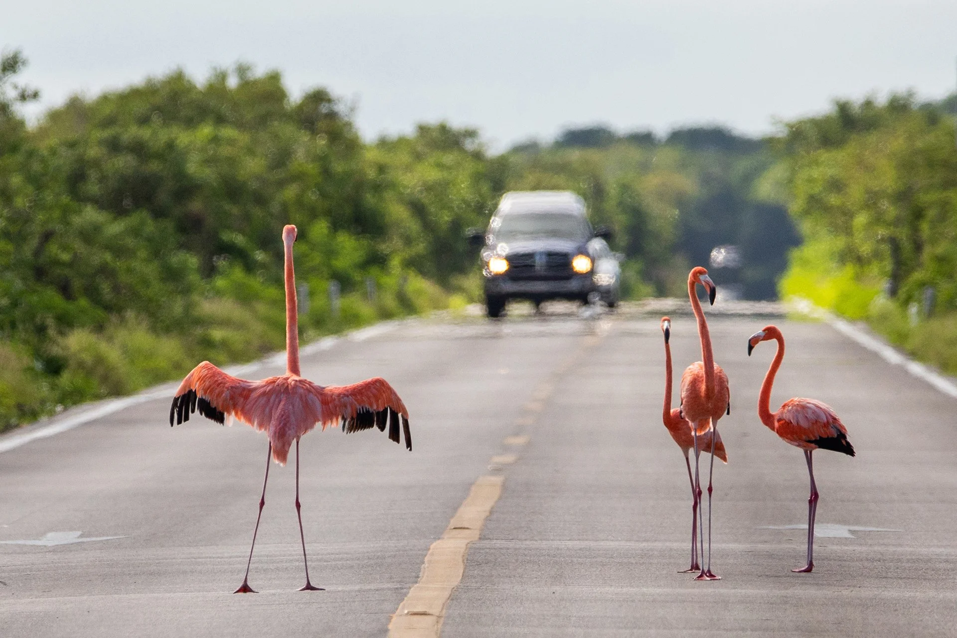 FLAMENCOS EN CARRETERAS