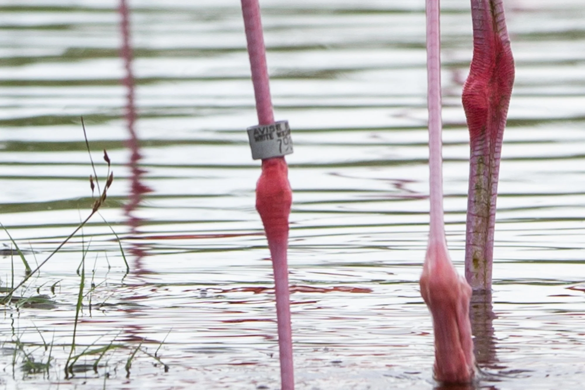 FLAMENCO DE 37 AÑOS EN VIDA SILVESTRE, LA IMPORTANCIA DEL BIRD BANDING.
