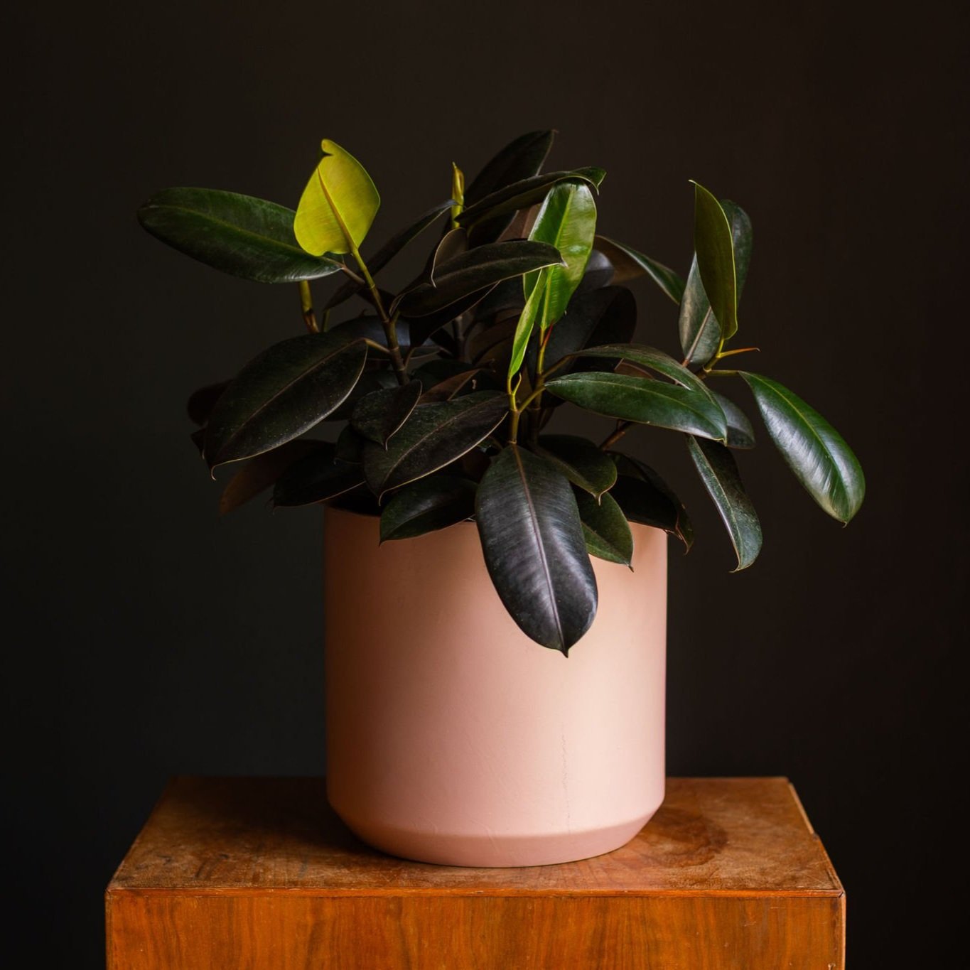 Large Plant