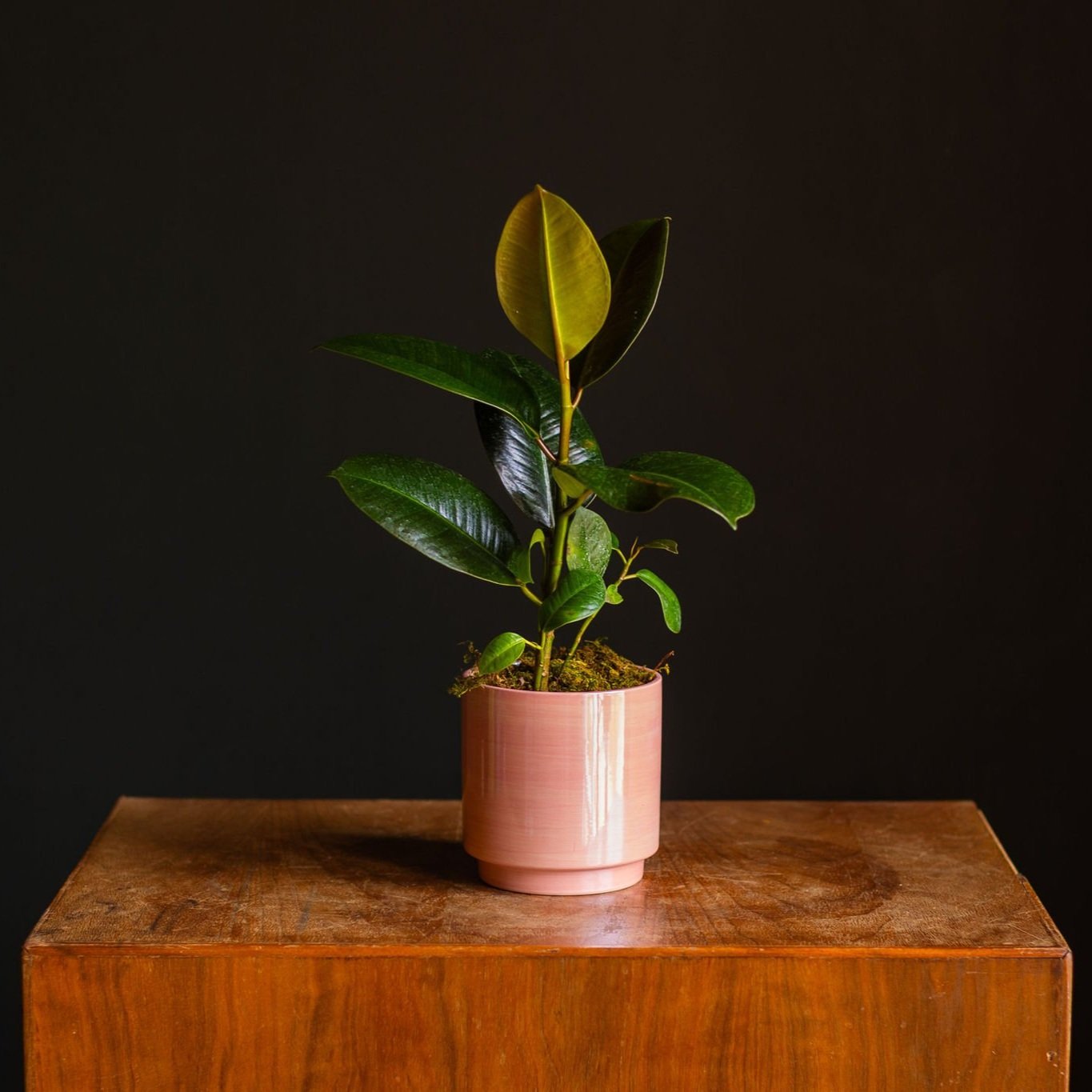 Medium Plant